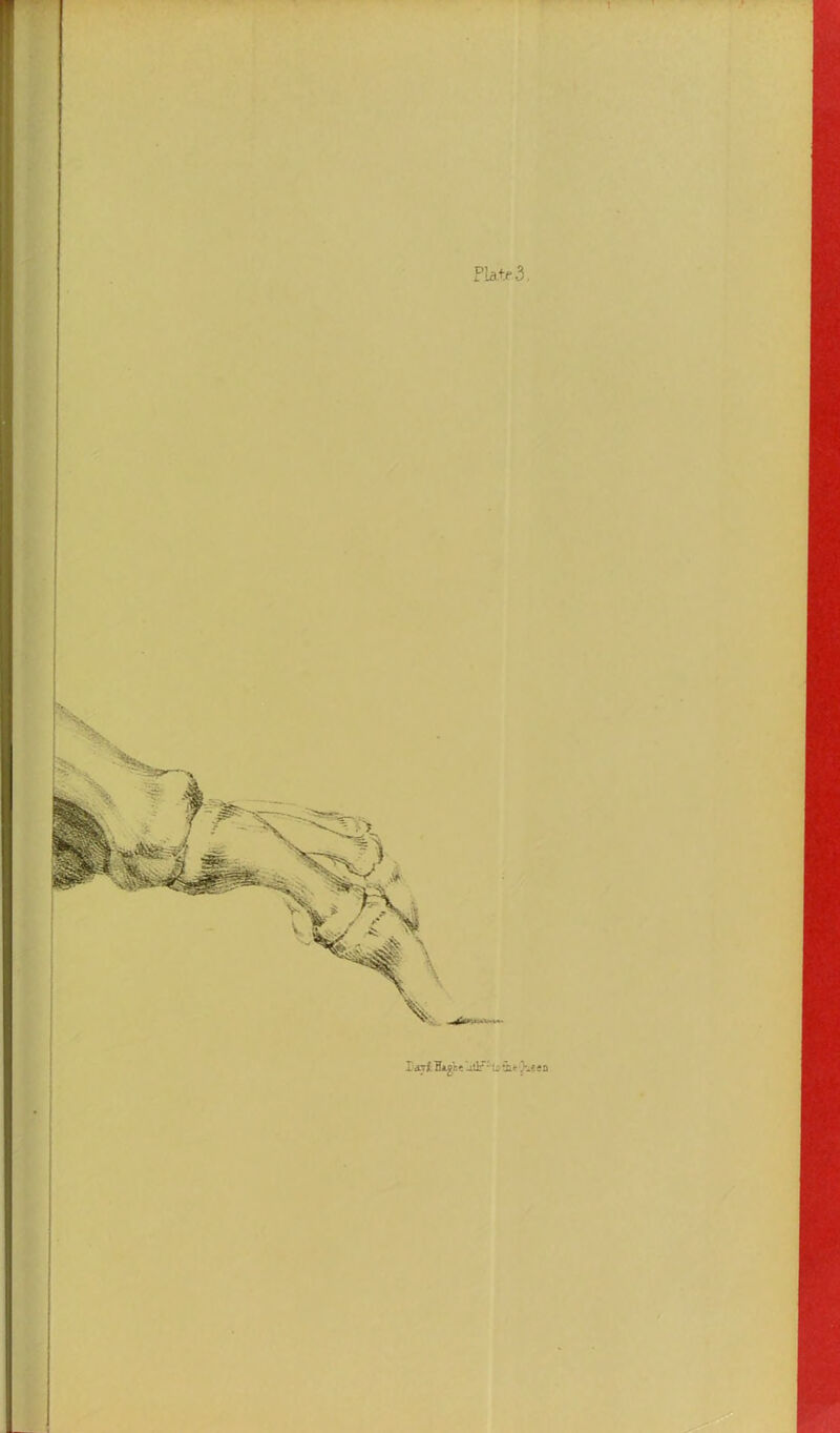 Plate 3.