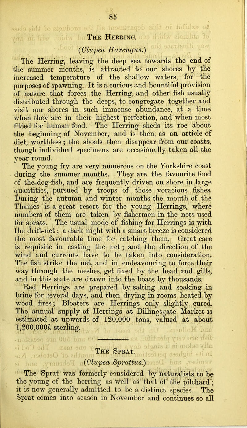 The Herring. (■Clupea Harengus.) The Herring, leaving the deep sea towards the end of the summer months, is attracted to our shores by the increased temperature of the shallow waters, for the purposes of spawning. It is a curious and bountiful provision of nature that forces the Herring, and other fish usually distributed through the deeps, to congregate together and visit our shores in such immense abundance, at a time when they are in their highest perfection, and when most fitted for human food. The Herring sheds its roe about the beginning of November, and is then, as an article of diet, worthless; the shoals then disappear from our coasts, though individual specimens are occasionally taken all the year round. The young fry are very numerous on the Yorkshire coast during the summer months. They are the favourite food of the dog-fisli, and are frequently driven on shore in large quantities, pursued by troops of those voracious fishes. During the autumn and winter months the mouth of the Thames is a great resort for the young Herrings, where numbers of them are taken by fishermen in the nets used for sprats. The usual mode of fishing for Herrings is with the drift-net; a dark night with a, smart breeze is considered the most favourable time for catching them. Great care is requisite in casting the net; and the direction of the wind and currents have to be taken into consideration. The fish strike the net, and in endeavouring to force their way through the meshes, get fixed by the head and gills, and in this state are drawn into the boats by thousands. Red Herrings are prepared by salting and soaking in brine for several days, and then drying in rooms heated by wood fires; Bloaters are Herrings only slightly cured. The annual supply of Herrings at Billingsgate Market is estimated at upwards of 120,000 tons, valued at about 1,200,000Z. sterling. The Sprat. ([Clupea Sprattus.) The Sprat was formerly considered by naturalists to be the young of the herring as well as that of the pilchard ; it is now generally admitted to be a distinct species. The Sprat comes into season in November and continues so all