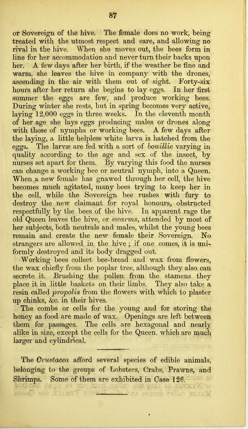 or Sovereign of the hive. The female does no work, being treated with the utmost respect and care, and allowing no rival in the hive. When she moves out, the bees form in line for her accommodation and never turn their backs upon her. A few days after her birth, if the weather be fine and warm, she leaves the hive in company with the drones, ascending in the air with them out of sight. Forty-six hours after her return she begins to lay eggs. In her first summer the eggs are few, and produce working bees. During winter she rests, but in spring becomes very active, laying 12,000 eggs in three weeks. In the eleventh month of her age she lays eggs producing males or drones along with those of nymphs or working bees. A few days after the laying, a little helpless white larva is hatched from the eggs. The larva; are fed with a sort of bouillie varying in quality according to the age and sex of the insect, by nurses set apart for them. By varying this food the nurses can change a working bee or neutral nymph, into a Queen. When a new female has gnawed through her cell, the hive becomes much agitated, many bees trying to keep her in the cell, while the Sovereign bee rushes with fury to destroy the new claimant for royal honours, obstructed respectfully by the bees of the hive. In apparent rage the old Queen leaves the hive, or swarms, attended by most of her subjects, both neutrals and males, whilst the young bees remain and create the new female their Sovereign. No strangers are allowed in the hive ; if one comes, it is uni- formly destroyed and its body dragged out. Working bees collect bee-bread and wax from flowers, the wax chiefly from the poplar tree, although they also can secrete it. Brushing the pollen from the stamens they place it in little baskets on their limbs. They also take a resin called propolis from the flowers with which to plaster up chinks, &c. in their hives. The combs or cells for the young and for storing the honey as food are made of wax. Openings are left between them for passages. The cells are hexagonal and nearly alike in size, except the cells for the Queen, which are much larger and cylindrical. The Crustacea afford several species of edible animals, belonging to the groups of Lobsters, Crabs, Prawns, and Shrimps. Some of them are exhibited in Case 126.
