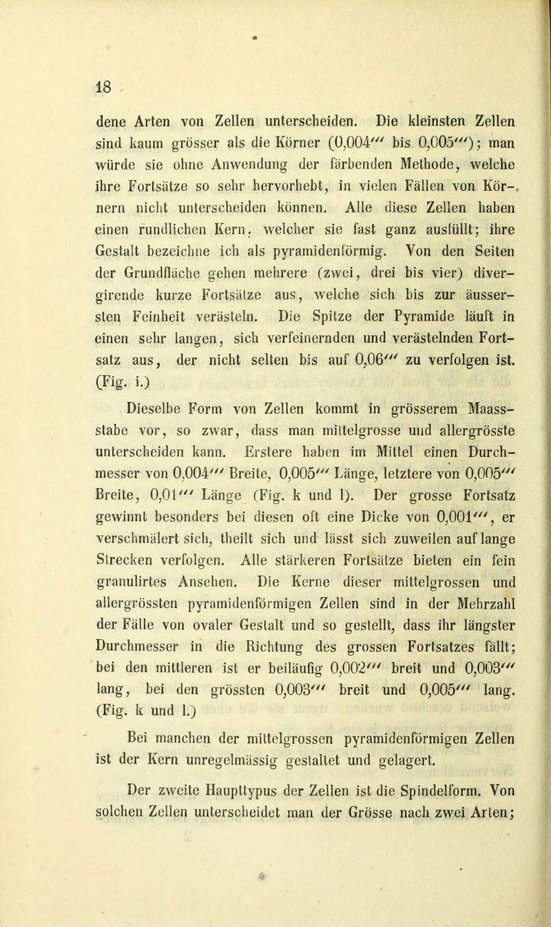 dene Arten von Zellen unterscheiden. Die kleinsten Zellen sind kaum grösser als die Körner (0,004' bis 0,005'); man würde sie ohne Anwendung der färbenden Methode, welche ihre Fortsätze so sehr hervorhebt, in vielen Fällen von Kör-, nern nicht unterscheiden können. Alle diese Zellen haben einen rundlichen Kern, welcher sie fast ganz auslüllt; ihre Gestalt bezeichne ich als pyramidenförmig. Von den Seiten der Grundfläche gehen mehrere (zwei, drei bis vier) diver- girende kurze Fortsätze aus, welche sich bis zur äusser- sten Feinheit verästeln. Die Spitze der Pyramide läuft in einen sehr langen, sich verfeinernden und verästelnden Fort- satz aus, der nicht selten bis auf 0,06' zu verfolgen ist. (Fig. i.) Dieselbe Form von Zellen kommt in grösserem Maass- stabe vor, so zwar, dass man mittelgrosse und allergrösste unterscheiden kann. Erstere haben im Mittel einen Durch- messer von 0,004' Breite, 0,005' Länge, letztere von 0,005' Breite, 0,01' Länge (Fig. k und 1). Der grosse Fortsatz gewinnt besonders bei diesen oft eine Dicke von 0,001', er verschmälert sich, theilt sich und lässt sich zuweilen auf lange Strecken verfolgen. Alle stärkeren Fortsätze bieten ein fein granulirtes Ansehen. Die Kerne dieser mittelgrossen und allergrössten pyramidenförmigen Zellen sind in der Mehrzahl der Fälle von ovaler Gestalt und so gestellt, dass ihr längster Durchmesser in die Richtung des grossen Fortsatzes fällt; bei den mittleren ist er beiläufig 0,002' breit und 0,003' lang, bei den grössten 0,003' breit und 0,005' lang. (Fig. k und 1.) Bei manchen der mittelgrossen pyramidenförmigen Zellen ist der Kern unregelmässig gestaltet und gelagert. Der zweite Haupttypus der Zellen ist die Spindelform. Von solchen Zellen unterscheidet man der Grösse nach zwei Arten;