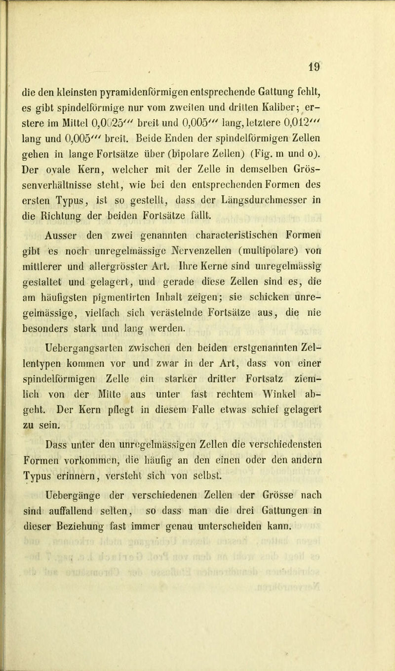 die den kleinsten pyramidenförmigen entsprechende Gattung fehlt, es gibt spindelförmige nur vom zweilen und dritten Kaliber; er- stere im Mittel 0,0025' breit und 0,005' lang, letztere 0,012' lang und 0,005' breit. Beide Enden der spindelförmigen Zellen gehen in lange Fortsätze über (bipolare Zellen) (Fig. m und o). Der ovale Kern, welcher mit der Zelle in demselben Grös- senverhältnisse steht, wie bei den entsprechenden Formen des ersten Typus, ist so gestellt, dass der Längsdurchmesser in die Richtung der beiden Fortsätze fällt. Ausser den zwei genannten characteristischen Formen gibt es noclr unregelmässige Nervenzellen (mullipolare) von mittlerer und allergrössler Art. Ihre Kerne sind unregelmässig gestaltet und gelagert, und gerade diese Zellen sind es, die am häufigsten pigmentirtcn Inhalt zeigen; sie schicken unre- gelmässige, vielfach sich verästelnde Fortsätze aus, die nie besonders stark und lang werden. Uebergangsarten zwischen den beiden erstgenannten Zel- lentypen kommen vor und zwar in der Art, dass von einer spindelförmigen Zelle ein starker dritter Fortsatz ziem- lich von der Mitte aus unter last rechtem Winkel ab- geht. Der Kern pflegt in diesem Falle etwas schief gelagert zu sein. Dass unter den unregelmässigen Zellen die verschiedensten Formen Vorkommen, die häufig an den einen oder den andern Typus erinnern, versteht sich von selbst. Uebergänge der verschiedenen Zellen der Grösse nach sind auffallend selten , so dass man die drei Gattungen in dieser Beziehung fast immer genau unterscheiden kann.