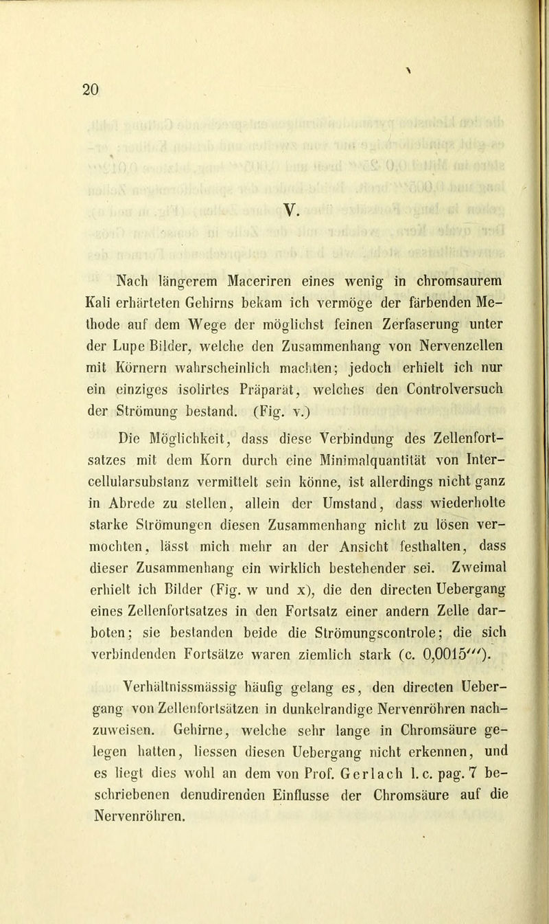 \ y. Nach längerem Maceriren eines wenig in chromsaurem Kali erhärteten Gehirns bekam ich vermöge der färbenden Me- thode auf dem Wege der möglichst feinen Zerfaserung unter der Lupe Bilder, welche den Zusammenhang von Nervenzellen mit Körnern wahrscheinlich machten; jedoch erhielt ich nur ein einziges isolirtes Präparat, welches den Controlversuch der Strömung bestand. (Fig. v.) Die Möglichkeit, dass diese Verbindung des Zellenfort- satzes mit dem Korn durch eine Minimalquantilät von Inter- cellularsubstanz vermittelt sein könne, ist allerdings nicht ganz in Abrede zu stellen, allein der Umstand, dass wiederholte starke Strömungen diesen Zusammenhang nicht zu lösen ver- mochten, lässt mich mehr an der Ansicht festhalten, dass dieser Zusammenhang ein wirklich bestehender sei. Zweimal erhielt ich Bilder (Fig. w und x), die den directen Uebergang eines Zellenfortsatzes in den Fortsatz einer andern Zelle dar- boten; sie bestanden beide die Strömungscontrole; die sich verbindenden Fortsätze waren ziemlich stark (c. 0,0015')- Verhältnissmässig häufig gelang es, den directen Ueber- gang von Zellenfortsätzen in dunkelrandige Nervenröhren nach- zuweisen. Gehirne, welche sehr lange in Chromsäure ge- legen hatten, Hessen diesen Uebergang nicht erkennen, und es liegt dies wohl an dem von Prof. Ger lach 1. c. pag. 7 be- schriebenen denudirenden Einflüsse der Chromsäure auf die Nervenröhren.