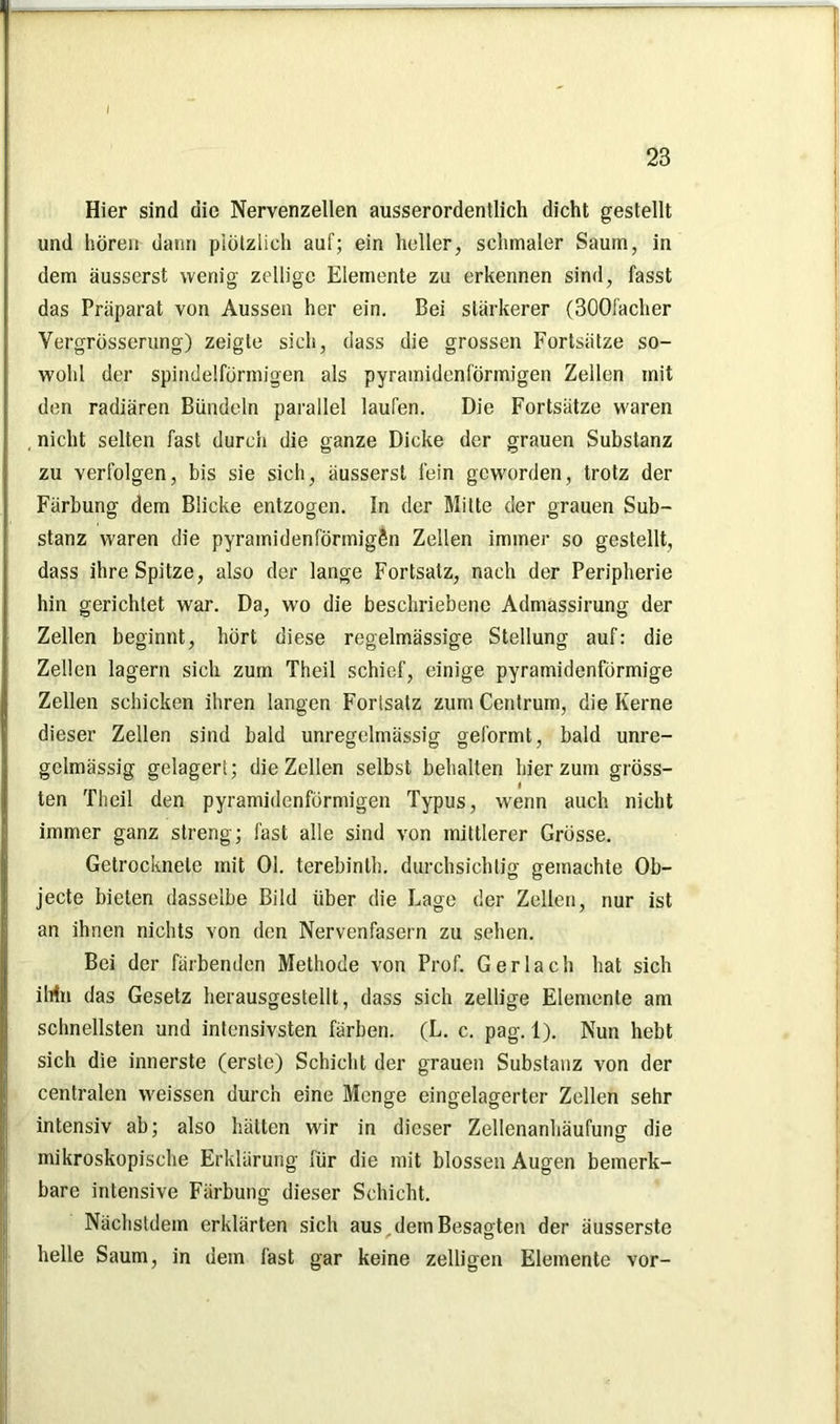 Hier sind die Nervenzellen ausserordentlich dicht gestellt und hören- dann plötzlich auf; ein heller, schmaler Sauin, in dem äusserst wenig zelligc Elemente zu erkennen sind, fasst das Präparat von Aussen her ein. Bei stärkerer (300facher Vergrösserung) zeigte sich, dass die grossen Fortsätze so- wohl der spindelförmigen als pyramidenförmigen Zellen mit den radiären Bündeln parallel laufen. Die Fortsätze waren nicht selten fast durch die o-anze Dicke der grauen Substanz zu verfolgen, bis sie sich, äusserst fein geworden, trotz der Färbung dem Blicke entzogen. In der Mitte der grauen Sub- stanz waren die pyramidenförmigen Zellen immer so gestellt, dass ihre Spitze, also der lange Fortsatz, nach der Peripherie hin gerichtet war. Da, wo die beschriebene Admassirung der Zellen beginnt, hört diese regelmässige Stellung auf: die Zellen lagern sich zum Theil schief, einige pyramidenförmige Zellen schicken ihren langen Fortsatz zum Centrum, die Kerne dieser Zellen sind bald unregelmässig geformt, bald unre- gelmässig gelagert; die Zellen selbst behalten hier zum gross- l ten Theil den pyramidenförmigen Typus, wenn auch nicht immer ganz streng; fast alle sind von mittlerer Grösse. Getrocknete mit Ol. terebinlh. durchsichtig gemachte Ob- jecte bieten dasselbe Bild über die Lage der Zellen, nur ist an ihnen nichts von den Nervenfasern zu sehen. Bei der färbenden Methode von Prof. Ger lach hat sich ihfn das Gesetz herausgestellt, dass sich zeitige Elemente am schnellsten und intensivsten färben. (L. c. pag. 1). Nun hebt sich die innerste (erste) Schicht der grauen Substanz von der centralen weissen durch eine Menge eingelagerter Zellen sehr intensiv ab; also hätten wir in dieser Zellenanhäufung die mikroskopische Erklärung für die mit blossen Augen bemerk- bare intensive Färbung dieser Schicht. Nächstdem erklärten sich aus.dem Besagten der äusserste helle Saum, in dem fast gar keine zeitigen Elemente vor-