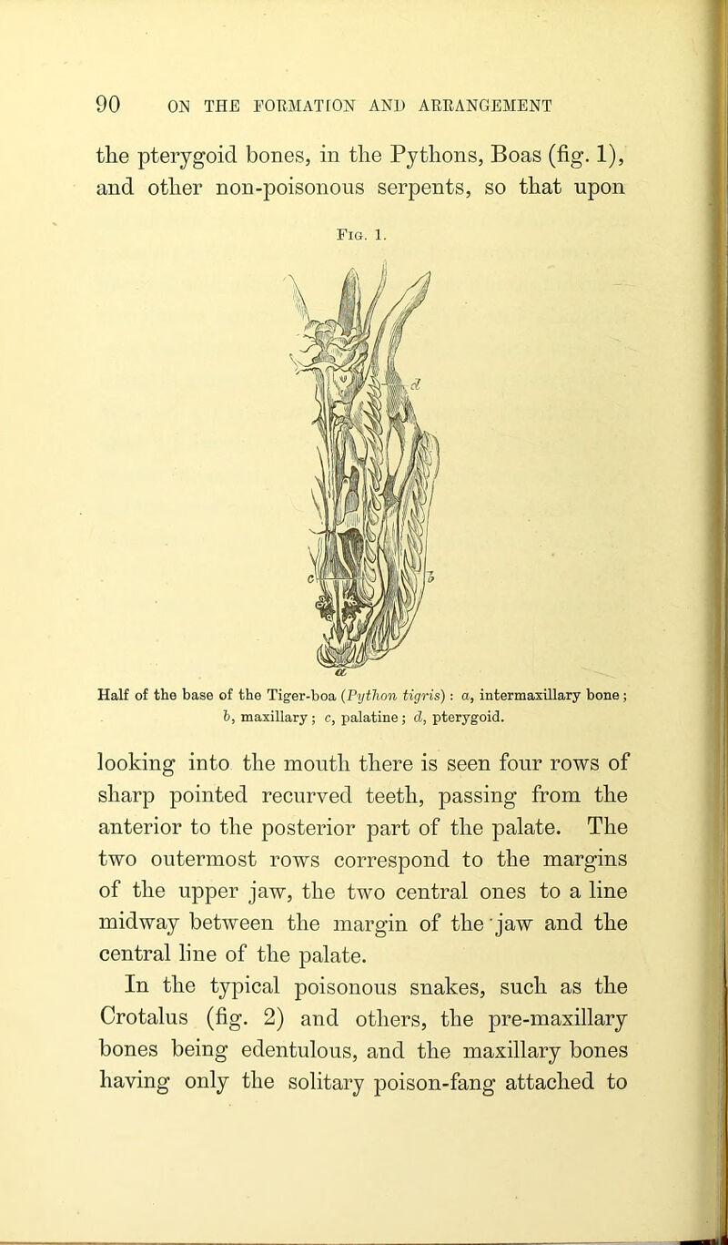 the pterygoid bones, in the Pythons, Boas (fig. 1), and other non-poisonous serpents, so that upon a Half of the base of the Tiger-boa {Python tigris): a, intermaxillary bone; 6, maxillary; c, palatine; d, pterygoid. looking into the mouth there is seen four rows of sharp pointed recurved teeth, passing from the anterior to the posterior part of the palate. The two outermost rows correspond to the margins of the upper jaw, the two central ones to a line midway between the margin of the jaw and the central line of the palate. In the typical poisonous snakes, such as the Crotalus (fig. 2) and others, the pre-maxillary bones being edentulous, and the maxillary bones having only the solitary poison-fang attached to Fig. 1.