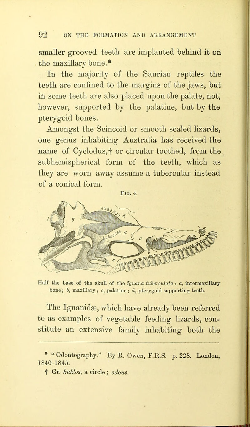 smaller grooved teeth are implanted behind it on the maxillary bone.* In the majority of the Saurian reptiles the teeth are confined to the margins of the jaws, but in some teeth are also placed upon the palate, not, however, supported by the palatine, but by the pterygoid bones. Amongst the Scincoid or smooth scaled lizards, one genus inhabiting Australia has received the name of Cyclodus,f or circular toothed, from the subhemispherical form of the teeth, which as they are worn away assume a tubercular instead of a conical form. Fig. 4. Half the base of the skull of the Iguana tuherculata; a, intermaxillary bone; h, maxillary; c, palatine ; d, pterygoid supporting teeth. The Iguanidge, which have already been referred to as examples of vegetable feeding lizards, con- stitute an extensive family inhabiting both the * “Odontography.” By R. Owen, F.KS. p. 228. London, 1840-1845. t Gr. huklos, a circle; odous.