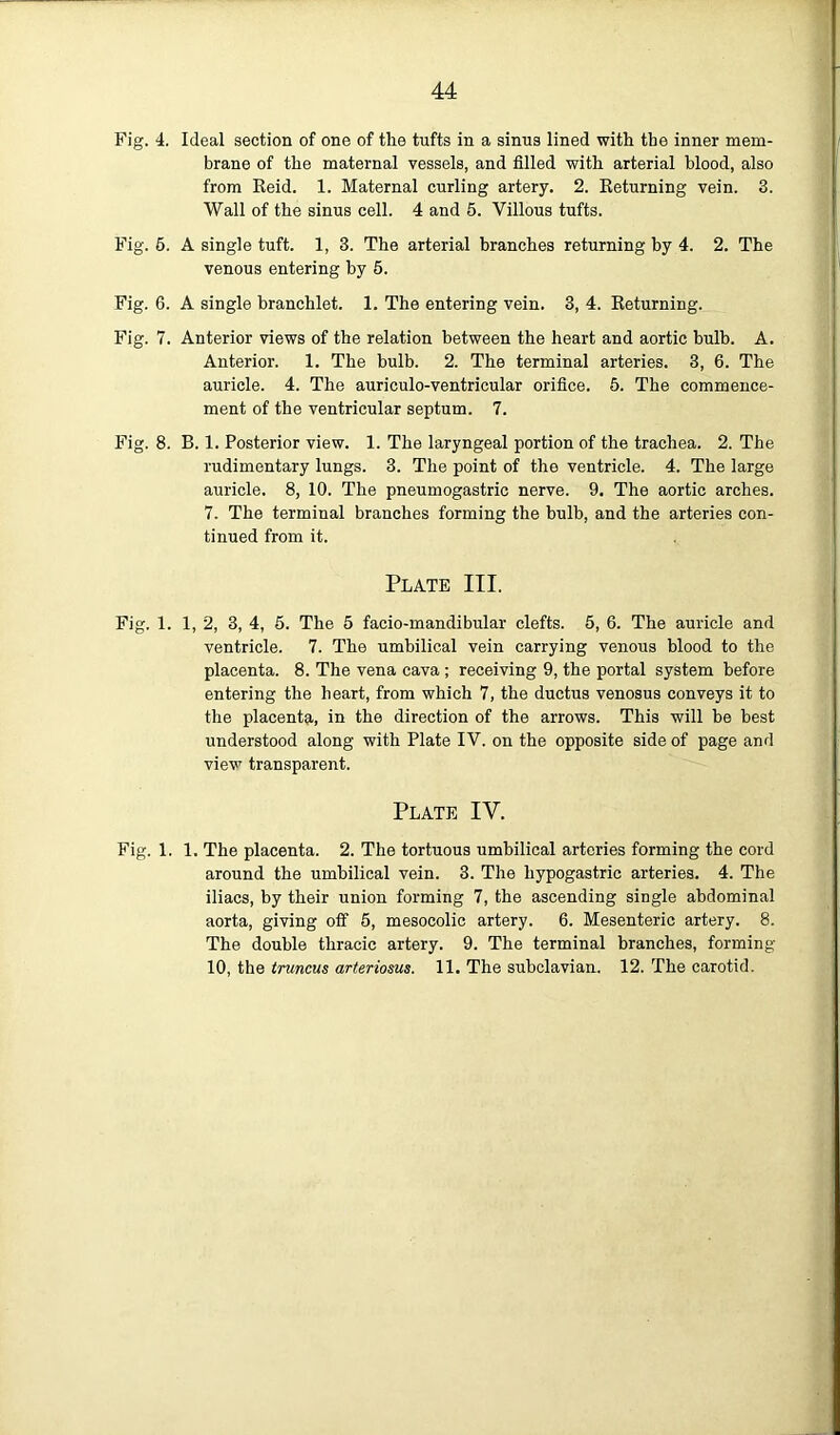 Fig. 4. Ideal section of one of the tufts in a sinus lined with the inner mem- brane of the maternal vessels, and filled with arterial blood, also from Reid. 1. Maternal curling artery. 2. Returning vein. 3. Wall of the sinus cell. 4 and 5. Villous tufts. Fig. 6. A single tuft. 1, 3. The arterial branches returning by 4. 2. The venous entering by 5. Fig. 6. A single branchlet. 1. The entering vein. 3, 4. Returning. Fig. 7. Anterior views of the relation between the heart and aortic bulb. A. Anterior. 1. The bulb. 2. The terminal arteries. 3, 6. The auricle. 4. The auriculo-ventricular orifice. 5. The commence- ment of the ventricular septum. 7. Fig. 8. B. 1. Posterior view. 1. The laryngeal portion of the trachea. 2. The rudimentary lungs. 3. The point of the ventricle. 4. The large auricle. 8, 10. The pneumogastric nerve. 9. The aortic arches. 7. The terminal branches forming the bulb, and the arteries con- tinued from it. Plate III. Fig. 1. 1, 2, 3, 4, 5. The 5 facio-mandibular clefts. 5, 6. The auricle and ventricle. 7. The umbilical vein carrying venous blood to the placenta. 8. The vena cava ; receiving 9, the portal system before entering the heart, from which 7, the ductus venosus conveys it to the placenta, in the direction of the arrows. This will be best understood along with Plate IV. on the opposite side of page and view transparent. Plate IV. Fig. 1. 1. The placenta. 2. The tortuous umbilical arteries forming the cord around the umbilical vein. 3. The hypogastric arteries. 4. The iliacs, by their union forming 7, the ascending single abdominal aorta, giving off 5, mesocolic artery. 6. Mesenteric artery. 8. The double thracic artery. 9. The terminal branches, forming- 10, the truncus arteriosus. 11. The subclavian. 12. The carotid.