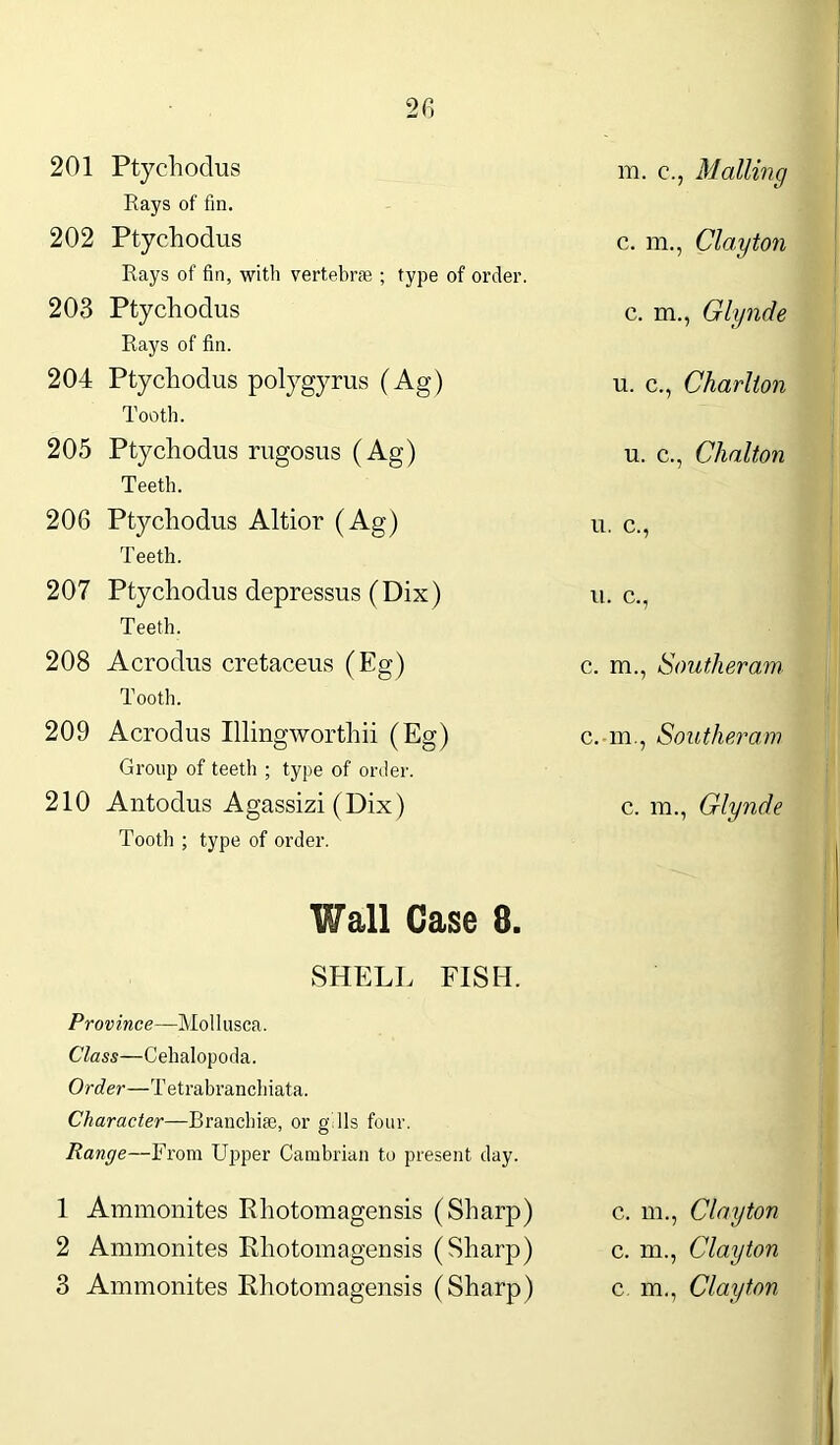 201 Ptychodus Rays of fin. 202 Ptychodus Rays of fin, with vertebrae ; type of order. 203 Ptychodus Rays of fin. 204 Ptychodus polygyrus (Ag) Tooth. 205 Ptychodus rugosus (Ag) Teeth. 206 Ptychodus Altior (Ag) Teeth. 207 Ptychodus depressus (Dix) Teeth. 208 Acrodus cretaceus (Eg) Tooth. 209 Acrodus Illingworthii (Eg) Group of teeth ; type of order. 210 Antodus Agassizi (Dix) Tooth ; type of order. m. c., Mailing c. m., Clayton c. m., Glynde u. c., Charlton u. c., Chalton u. c., u. c., c. m., Southeram c. m., Southeram c. ra., Glynde Wall Case 8. SHELL FISH. Province—Mollusca. Class—Cehalopoda. Order—Tetrabranchiata. Character—Branchiae, or gills four. Range—From Upper Cambrian to present day. 1 Ammonites Rhotomagensis (Sharp) c. m., Clayton 2 Ammonites Rhotomagensis (Sharp) c. m., Clayton 3 Ammonites Rhotomagensis (Sharp) c m., Clayton