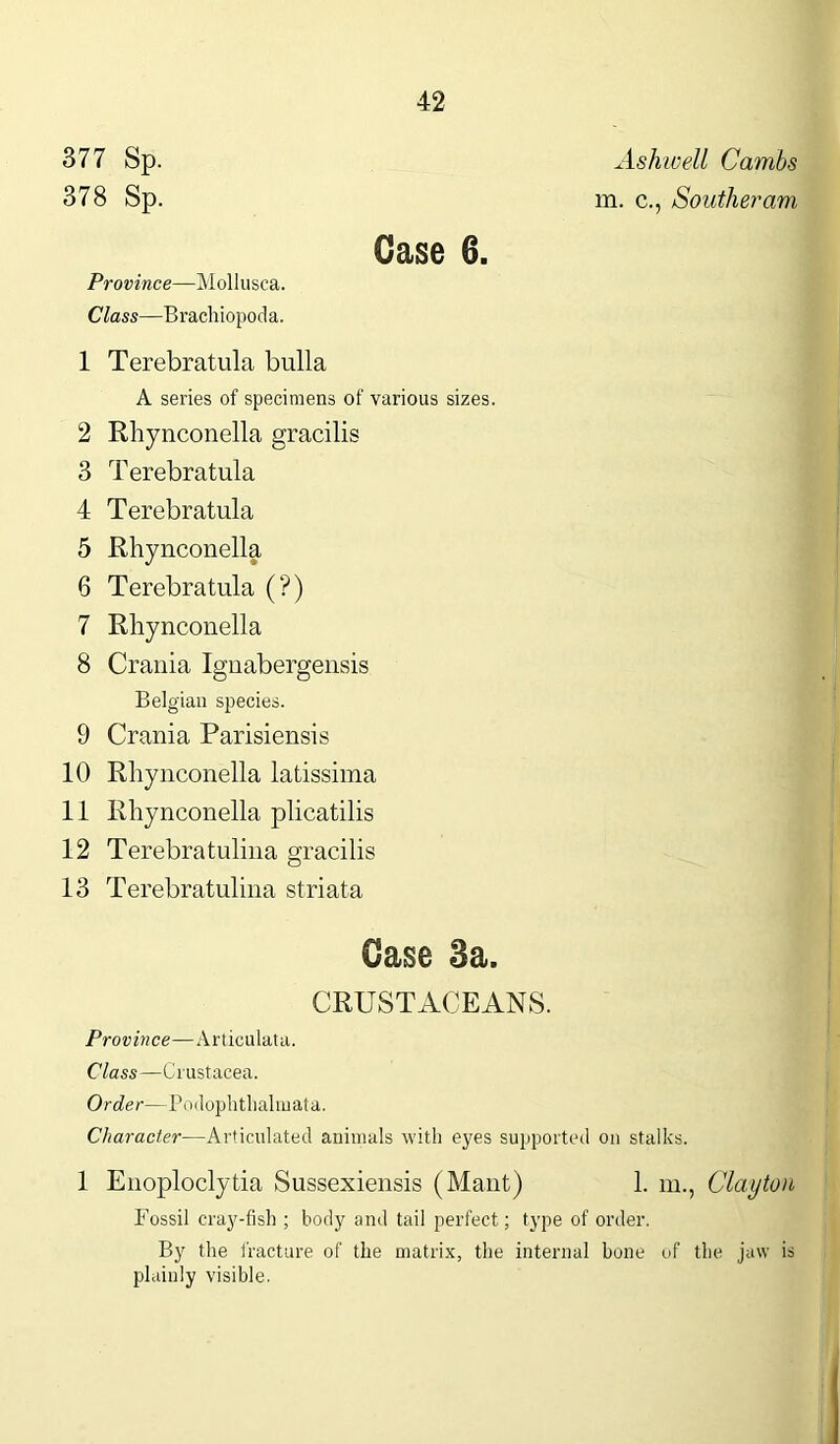 377 Sp. 378 Sp. 42 Ashwell Cambs m. c., Southeram Case 6. Province—Mollusca. Class—Brachiopoda. 1 Terebratula bulla A series of specimens of various sizes. 2 Rhynconella gracilis 3 Terebratula 4 Terebratula 5 Rhynconella 6 Terebratula (?) 7 Rhynconella 8 Crania Ignabergensis Belgian species. 9 Crania Parisiensis 10 Rhynconella latissima 11 Rhynconella plicatilis 12 Terebratulina gracilis 13 Terebratulina striata Case 8a. CRUSTACEANS. Province—Articulata. Class—Crustacea. Order—Podophthalmata. Character—Articulated animals with eyes supported on stalks. 1 Enoploclytia Sussexiensis (Mant) 1. m., Clayton Fossil cray-fish ; body and tail perfect; type of order. By the fracture of the matrix, the internal bone of the jaw is plainly visible.