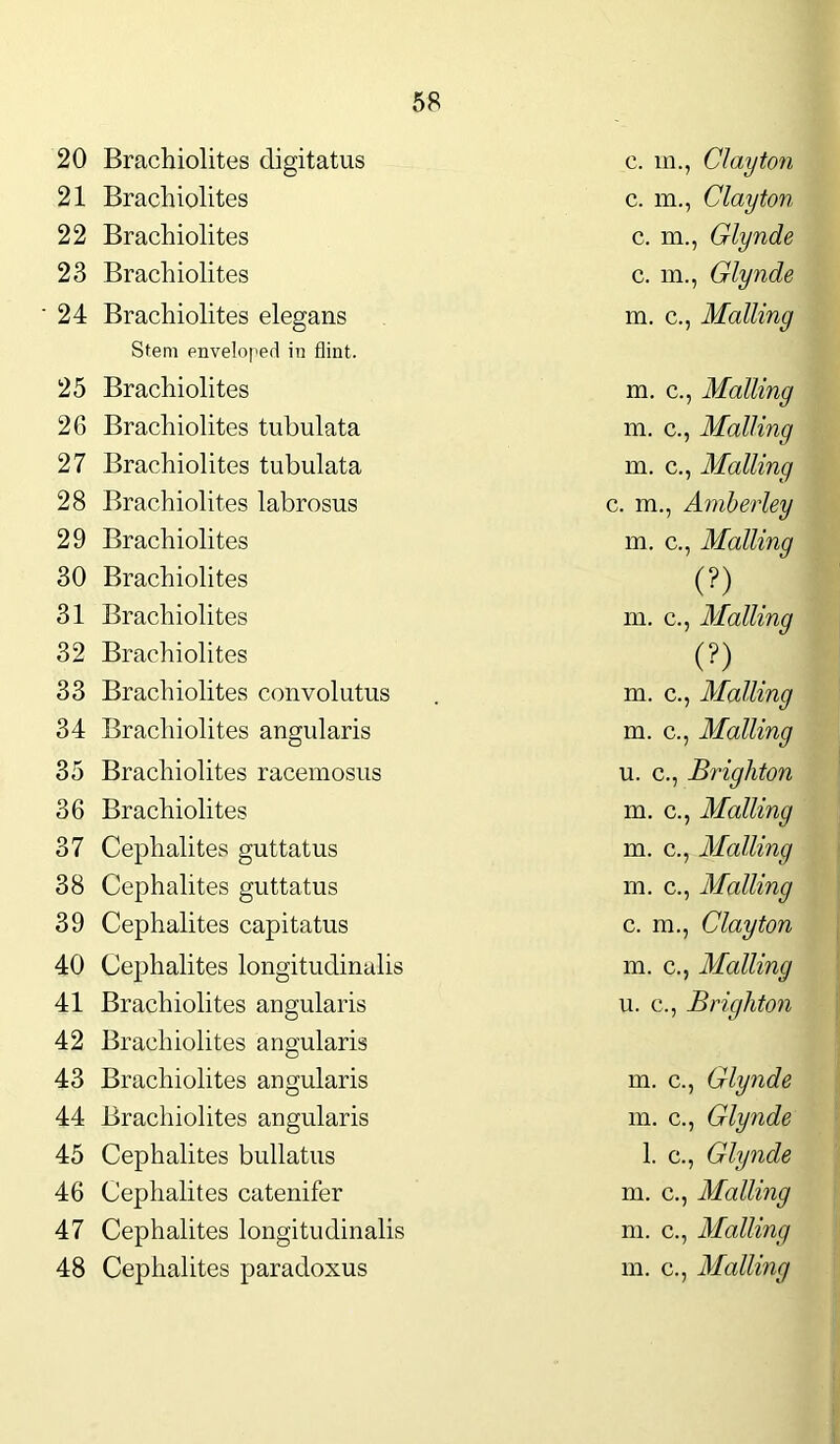 20 Brachiolites digitatus c. in., Clayton 21 Brachiolites c. m., Clayton 22 Brachiolites c. m., Glynde 23 Brachiolites c. m., Glynde 24 Brachiolites elegans m. c., Mailing Stem enveloped in flint. 25 Brachiolites m. c., Mailing 26 Brachiolites tubulata m. c., Mailing 27 Brachiolites tubulata m. c., Mailing 28 Brachiolites labrosus c. m., Amberley 29 Brachiolites m. c., Mailing 30 Brachiolites (?) 31 Brachiolites m. c., Mailing 32 Brachiolites (?) 33 Brachiolites convolutus m. c., Mailing 34 Brachiolites angularis m. c., Mailing 35 Brachiolites racemosus u. c., Brighton 36 Brachiolites m. c., Mailing 37 Cephalites guttatus m. c., Mailing 38 Cephalites guttatus m. c., Mailing 39 Cephalites capitatus c. m., Clayton 40 Cephalites longitudinalis m. c., Mailing 41 Brachiolites angularis u. c., Brighton 42 Brachiolites angularis 43 Brachiolites angularis m. c., Glynde 44 Brachiolites angularis m. c., Glynde 45 Cephalites bullatus 1. c., Glynde 46 Cephalites catenifer m. c., Mailing 47 Cephalites longitudinalis m. c., Mailing