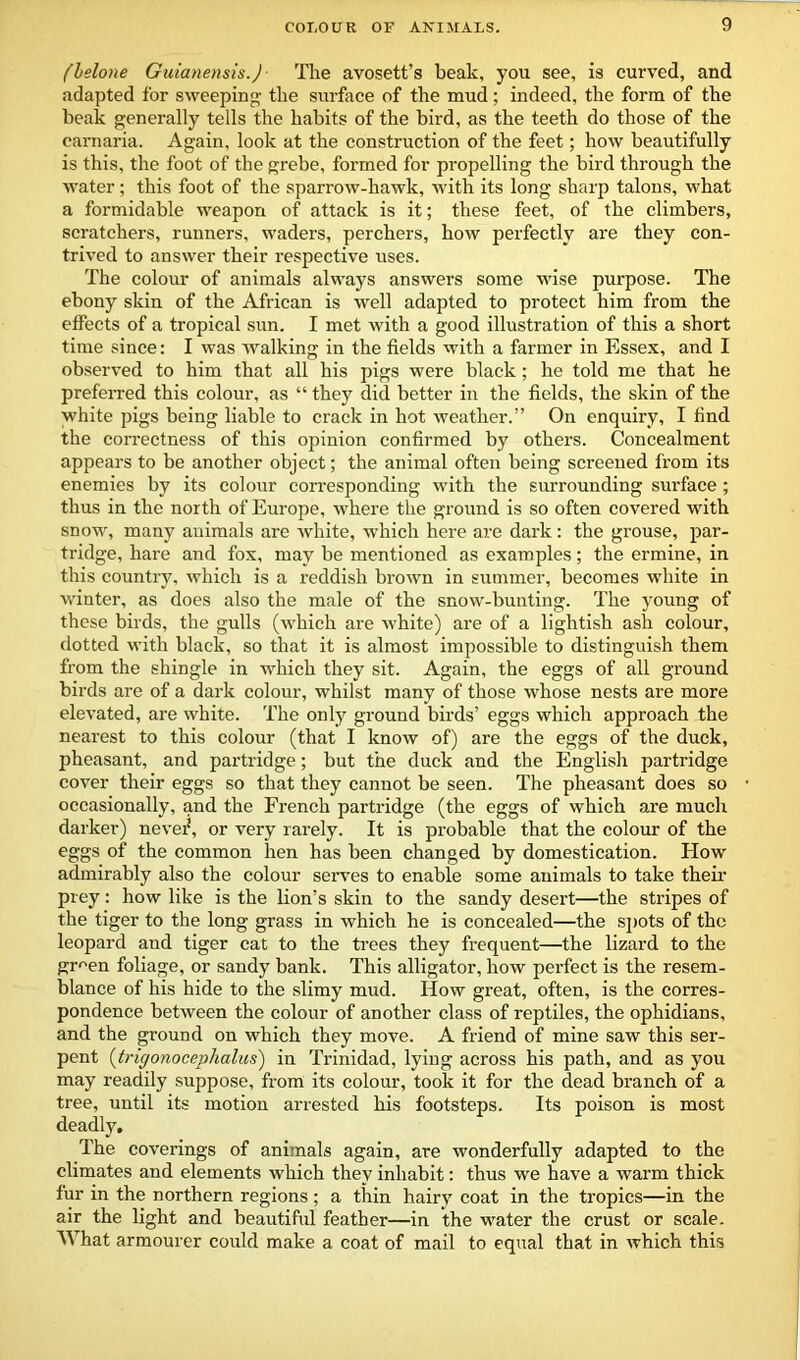 (lelone Guianensis.J ■ The avosett’s beak, you see, is curved, and adapted for sweeping- the surface of the mud; indeed, the form of the beak generally tells the habits of the bird, as the teeth do those of the earaaria. Again, look at the construction of the feet; how beautifully is this, the foot of the grebe, formed for propelling the bird through the water; this foot of the sparrow-hawk, with its long sharp talons, what a formidable weapon of attack is it; these feet, of the climbers, scratchers, runners, waders, perchers, how perfectly are they con- trived to answer their respective uses. The colour of animals always answers some wise purpose. The ebony skin of the African is well adapted to protect him from the effects of a tropical sun. I met with a good illustration of this a short time since: I was walking in the fields with a farmer in Essex, and I observed to him that all his pigs were black; he told me that he preferred this colour, as “ they did better in the fields, the skin of the white pigs being liable to crack in hot weather.” On enquiry, I find the correctness of this opinion confirmed by others. Concealment appears to be another object; the animal often being screened from its enemies by its colour corresponding with the surrounding surface; thus in the north of Europe, where the ground is so often covered with snow, many animals are white, which here are dark: the grouse, par- tridge, hare and fox, may be mentioned as examples; the ermine, in this country, which is a reddish brown in summer, becomes white in winter, as does also the male of the snow-bunting. The young of these birds, the gulls (which are white) are of a lightish ash colour, dotted with black, so that it is almost impossible to distinguish them from the shingle in which they sit. Again, the eggs of all ground birds are of a dark colour, whilst many of those whose nests are more elevated, are white. The only ground birds’ eggs which approach the nearest to this colour (that I know of) are the eggs of the duck, pheasant, and partridge; but the duck and the English partridge cover their eggs so that they cannot be seen. The pheasant does so occasionally, and the French partridge (the eggs of which are much darker) nevef, or very rarely. It is probable that the colour of the eggs of the common hen has been changed by domestication. How admirably also the colour serves to enable some animals to take their prey: how like is the lion’s skin to the sandy desert—the stripes of the tiger to the long grass in which he is concealed—the spots of the leopard and tiger cat to the trees they frequent—the lizard to the gr^en foliage, or sandy bank. This alligator, how perfect is the resem- blance of his hide to the slimy mud. How great, often, is the corres- pondence between the colour of another class of reptiles, the ophidians, and the ground on which they move. A friend of mine saw this ser- pent (trigonocephalies) in Trinidad, lying across his path, and as you may readily suppose, from its colour, took it for the dead branch of a tree, until its motion arrested his footsteps. Its poison is most deadly. The coverings of animals again, are wonderfully adapted to the climates and elements which they inhabit: thus we have a warm thick fur in the northern regions; a thin hairy coat in the tropics—in the air the light and beautiful feather—in the water the crust or scale. What armourer could make a coat of mail to equal that in which this