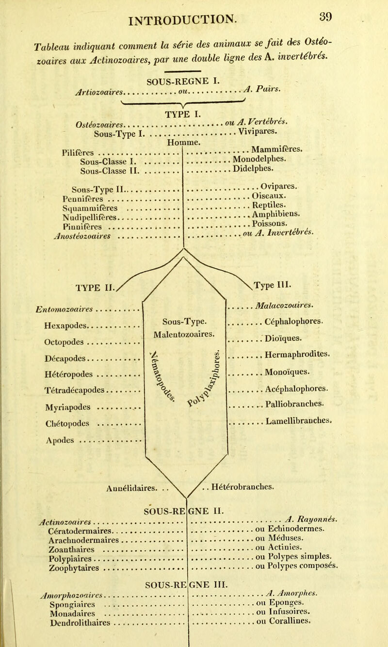 Tableau indiquant comment la s4rie des animaux se fait des Ost4o- zoaires aux Actinozoaires, par une double ligne des A. invert4br4s. SOUS-REGNE I. Artiozoaires . A. Pairs. ' — V TYPE I. , , Ostiozoaires ou A. Vertebres. Sous-Type I Vivipares. Homme. PiliftSres Sous-Classe I. Soiis-Classe II. Sous-Type II. Peuniferes .... Squamruiftres Nudipellif&res.. Piuniftres .... Anosteozoaires .. ,.. .. Mammif&res. , Monodelphes. , Didclpbes. .... Ovipares. .. Oiseaux. .. Reptiles. ... Amphibiens. ,.. Poissons. . on A. Invertebris. TYPE II. Entomozoaires Hexapodes Octopodes D6capodcs H4t6ropodes .... Tetradecapodcs.. Myriapodes .... Cb(5topodes .... Apodes Sous-Type. Maleutozoaires. -fj .A if ,\V ^Type III. . Matacozoaires. .. C6phalophores. .. Dio'iques. .. Hermaphrodites. .. Monoiques. .. Ac^phalopliores. .. Palliobrancbes. ,,. Lamellibranchcs. Auu^lidaires. H6t£robranches. SOUS-RE GNE II. Actinozoaires C6ratodermaires.. . Arachuodermaires . Zoantbaires Polypiaires Zoopbytaires .... SOUS-RE Amorphozoaires.. Spongiaires .. Mouadaires .. Dendrolithaires A. Rayonnis. . ou Echiuodermes. . ou M£duses. . ou Actinies. . ou Polypes simples. . ou Polypes composes. GNE III. . .. A. Amorphes. . ou Eponges. . ou I nfusoires. . ou Corallines.