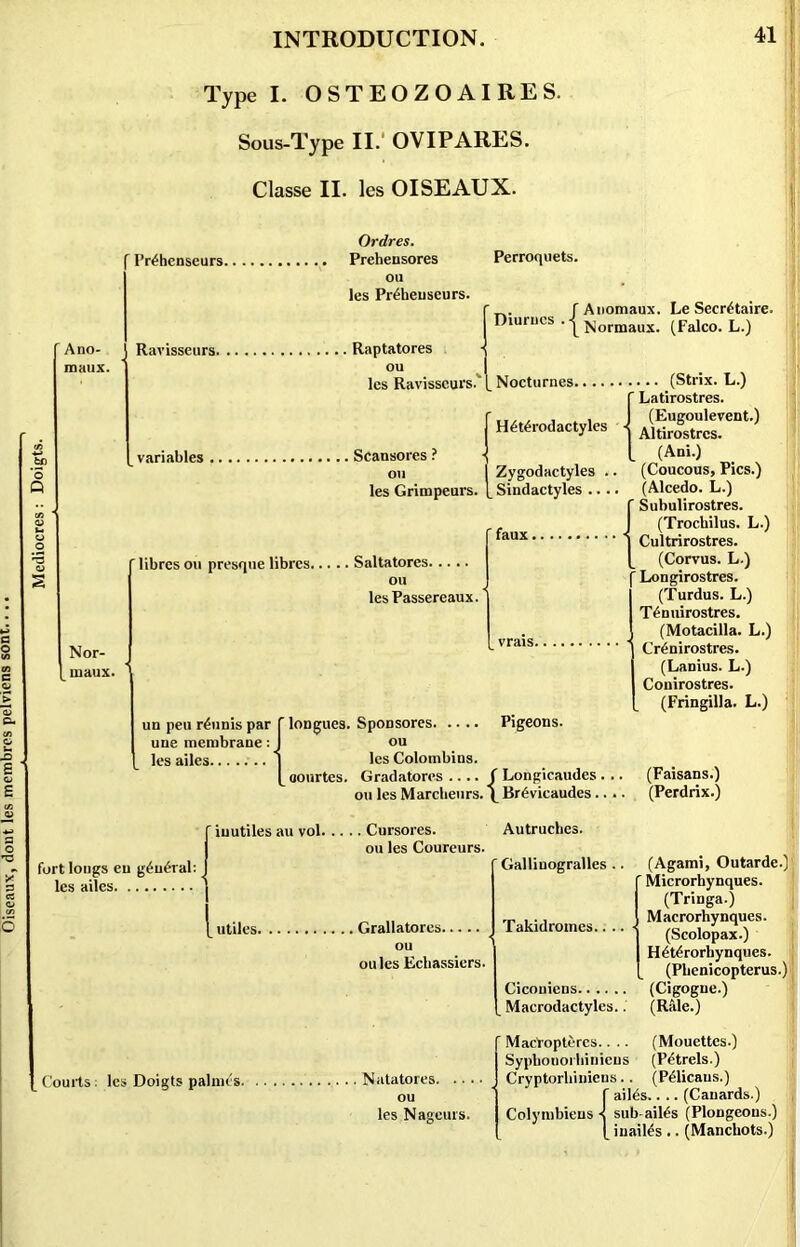 Mediocres: Doigts. Sous-Type II. OVIPARES. Classe II. les OISEAUX. f I’rehenseurs. Ano- naux. Ordres. Prehensores ou les Preheuscurs. Perroquets. ' . f Auomaux. Le Secretaire. Diurucs .|Normaux ^Falc0. L.j Ravissenrs. Raptatores ou les Ravisscurs.' variables . Scansores ? on les Grimpeurs. Nocturnes Heterodactyles Zygodaetyles .. Sindactyles ... ‘ faux. Nor- luaux. librcs ou presque librcs Saltatores ou lesPassereaux. un pen reunis par f longues. Sponsores une membrane : J ou . 1 les Colombins. [ oourtes. Gradatores .... ou les Marcbeurs. les ailes. ' iuutiles au vol Cursores. ou les Coureurs. fort longs eu general: les ailes utiles. . Grallatores ou oules Ecbassiers. Pigeons. ( Longicaudes ... \ Brevicaudes.. . Autruchcs. ' Galliuogralles . Takidromes.. . .... (Strix. L.) {Latirostres. (Eugoulevent.) Altirostrcs. (Ani.) (Coucous, Pics.) (Alcedo. L.) {Subulirostres. (Trocbilus. L.) Cultrirostres. (Corvus. L.) [ Longirostres. (Turdus. L.) Tenuirostres. (Motacilla. L.) Crenirostres. (Lanius. L.) Conirostres. (Fringilla. L.) (Faisans.) (Perdrix.) (Agami, Outarde.) Microrhynques. (Tringa.) Macrorhynques. (Seolopax.) Heterorhynques. (Pbenicopterus.) (Cigogne.) (Rale.) Courts: les Doigts palnies. , Natatores. .. . ou les Nagcurs. Cicouiens Macrodactyles. Mactoptercs.. . . (Mouettes.) Sypbouorbiniens (Petrels.) Cryptorliiniens.. (Pelicans.) {ailes.. .. (Canards.) sub-aiies (Plongeons.) inailes.. (Manchots.)