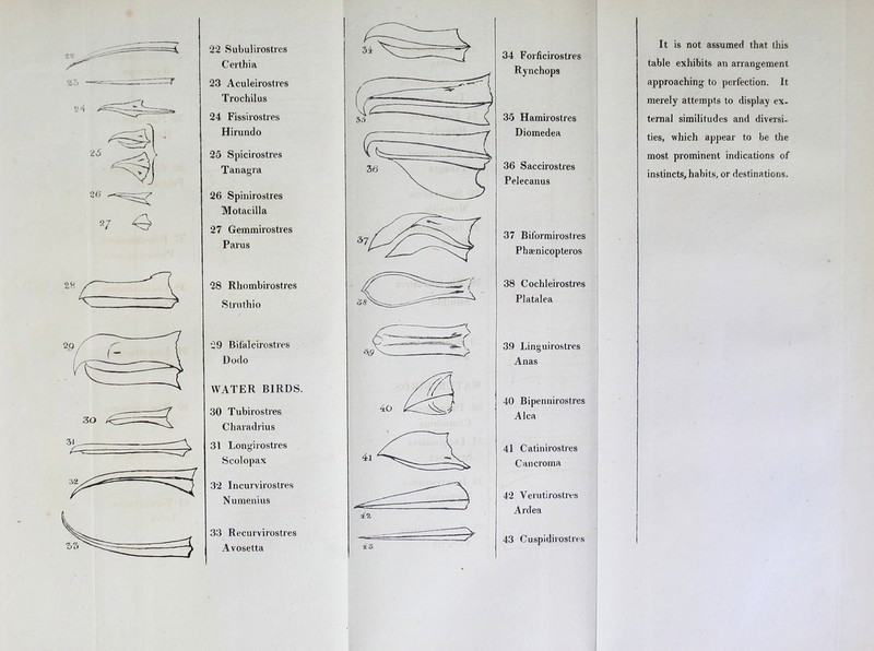 22 Subulirostres Certhia 23 Aculeirostres Trochilus 24 Fissirostres Hirundo 25 Spicirostres Tanagra 26 Spinirostres Motacilla 27 Gemmirostres Par us 28 28 Rhombirostres Stru thio 29 Bifalcirostres Dodo WATER BIRDS. 30 Tubirostres Charadrius 31 Longirostres Scolopax 32 Incurvirostres Numenius 33 Recurvirostres Avosetta 34 Forficirostres Rynchops 35 Hamirostres Diomedea 36 Saccirostres Pelecanus It is not assumed that this table exhibits an arrangement approaching to perfection. It merely attempts to display ex- ternal similitudes and diversi- ties, which appear to be the most prominent indications of instincts, habits, or destinations. 37 Biformirostres Phaenicopteros 38 Cochleirostres Platalea 39 Linguirostres Anas 40 Bipennirostres A lea 41 Catinirostres Cancroma 42 Verutirostivs Ardea 43 Cuspidirostres