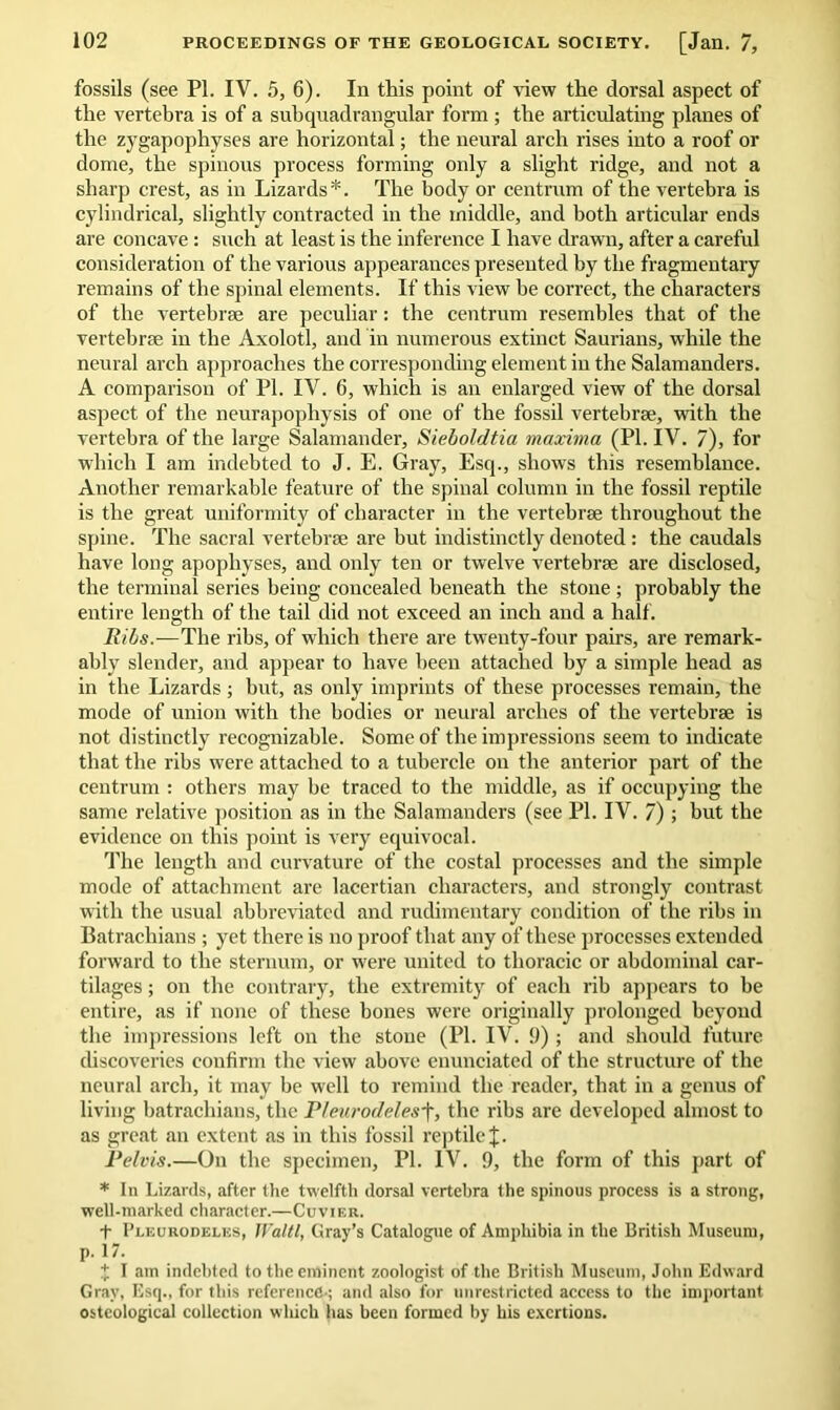 fossils (see PI. IV. 5, 6). In this point of view the dorsal aspect of the vertebra is of a subquadrangular form ; the articulating planes of the zygapophyses are horizontal; the neural arch rises into a roof or dome, the spinous process forming only a slight ridge, and not a sharp crest, as in Lizards*. The body or centrum of the vertebra is cylindrical, slightly contracted in the middle, and both articular ends are concave: such at least is the inference I have drawn, after a careful consideration of the various appearances presented by the fragmentary remains of the spinal elements. If this view be correct, the characters of the vertebrae are peculiar: the centrum resembles that of the vertebrae in the Axolotl, and in numerous extinct Saurians, while the neural arch approaches the corresponding element in the Salamanders. A comparison of PI. IV. 6, which is an enlarged view of the dorsal aspect of the neurapophysis of one of the fossil vertebrae, with the vertebra of the large Salamander, Sieboldtia maxima (PI. IV. 7), for which I am indebted to J. E. Gray, Esq., shows this resemblance. Another remarkable feature of the spinal column in the fossil reptile is the great uniformity of character in the vertebrae throughout the spine. The sacral vertebrae are but indistinctly denoted : the caudals have long apophyses, and only ten or twelve vertebrae are disclosed, the terminal series being concealed beneath the stone ; probably the entire length of the tail did not exceed an inch and a half. Ribs.—The ribs, of which there are twenty-four pairs, are remark- ably slender, and appear to have been attached by a simple head as in the Lizards ; but, as only imprints of these processes remain, the mode of union with the bodies or neural arches of the vertebrae is not distinctly recognizable. Some of the impressions seem to indicate that the ribs were attached to a tubercle on the anterior part of the centrum : others may be traced to the middle, as if occupying the same relative position as in the Salamanders (see PI. IV. 7) ; but the evidence on this point is very equivocal. '1'he length and curvature of the costal processes and the simple mode of attachment are lacertian characters, and strongly contrast with the usual abbreviated and rudimentary condition of the ribs in Batrachians ; yet there is no proof that any of these processes extended forward to the sternum, or were united to thoracic or abdominal car- tilages ; on the contrary, the extremity of each rib appears to be entire, as if none of these hones were originally prolonged beyond the impressions left on the stone (PI. IV. 9) ; and should future discoveries confirm the view above enunciated of the structure of the neural arch, it may be well to remind the reader, that in a genus of living batrachians, the P/euroc/elesf, the ribs are developed almost to as great an extent as in this fossil reptile %. Pelvis.—On the specimen, PI. IV. 9, the form of this part of * In Lizards, after the twelfth dorsal vertebra the spinous process is a strong, well-marked character.—Cuvif.r. + Pleurodeles, Waltl, Gray’s Catalogue of Amphibia in the British Museum, p. 17. + I am indebted to the eminent zoologist of the British Museum, John Edward Gray, Esq., for this reference-; and also for unrestricted access to the important osteological collection wliich has been formed by his exertions.