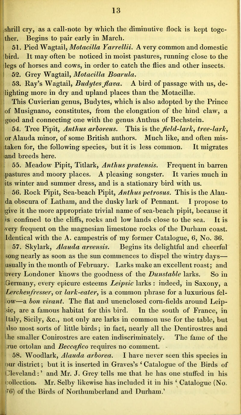 tshrill cry, as a call-note by which the diminutive flock is kept toge- Iflther. Begins to pair early in March. 51. Pied Wagtail, Motacilla Yarrellii. A very common and domestic bird. It may often be noticed in moist pastures, running close to the legs of horses and cows, in order to catch the flies and other insects. 52. Grey Wagtail, Motacilla Boarula. 53. Ray’s Wagtail, Budytes Jlava. A bird of passage with us, de- lighting more in dry and upland places than the Motacillae. This Cuvierian genus, Budytes, which is also adopted by the Prince of Musignano, constitutes, from the elongation of the hind claw, a good and connecting one with the genus Anthus of Bechstein. 54. Tree Pipit, Anthus arhoreus. This is the Jield-lark, tree-lark, or Alauda minor, of some British authors. Much like, and often mis- t' taken for, the following species, but it is less common. It migrates Jand breeds here. 55. Meadow Pipit, Titlark, Anthus pratensis. Frequent in bairen pastures and moory places. A pleasing songster. It varies much in its winter and summer dress, and is a stationary bird with us. 56. Rock Pipit, Sea-beach Pipit, Anthus petrosus. This is the Alau- da obscura of Latham, and the dusky lark of Pennant. I propose to give it the more appropriate trivial name of sea-beach pipit, because it 'is confined to the cliffs, rocks and low lands close to the sea. It is very frequent on the magnesian limestone rocks of the Durham coast. Identical with the A. campestris of my former Catalogue, 6, No. 36. 57. Skylark, Alauda arvensis. Begins its delightful and cheerful song nearly as soon as the sun commences to dispel the wintry days— ^Husually in the month of February. Larks make an excellent roast; and very Londoner knows the goodness of the Dunstable larks. So in Germany, every epicure esteems Leipsic larks : indeed, in Saxony, a Lerchenfresser, or lark-eater, is a common phrase for a luxurious fel- low—a bon vivant. The flat and unenclosed corn-fields around Leip- sic, are a famous habitat for this bird. In the south of France, in Italy, Sicily, &c., not only are larks in common use for the table, but ilso most sorts of little birds; in fact, nearly all the Denlirostres and he smaller Conirostres are eaten indiscriminately. The fame of the rue ortolan and Beccajico requires no comment. - 58. Woodlark, Alauda arborea. I have never seen this species in )ur district; but it is inserted in Graves’s ‘ Catalogue of the Birds of iJleveland:’ and Mr. J. Grey tells me that he has one stuffed in his bolleclion. Mr. Selby likewise has included it in his ‘ Catalogue (No. 76) of the Birds of Northumberland and Durham.’