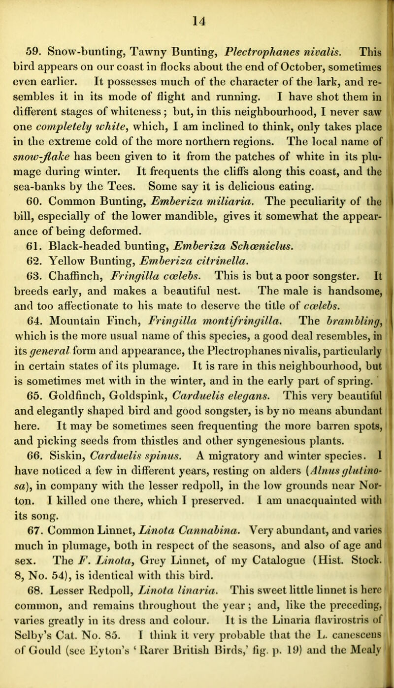 59. Snow-bunting, Tawny Bunting, Plectrophmies nivalis. This bird appears on our coast in floclcs about the end of October, sometimes ' even earlier. It possesses much of the character of the lark, and re- sembles it in its mode of flight and running. I have shot them in i difierent stages of whiteness ; but, in this neighbourhood, I never saw one completely white, which, I am inclined to think, only takes place in the extreme cold of the more northern regions. The local name of snow-Jlake has been given to it from the patches of white in its plu- mage during winter. It frequents the clifis along this coast, and the sea-banks by the Tees. Some say it is delicious eating. . 60. Common Bunting, Emheriza miliaria. The peculiarity of the I bill, especially of the lower mandible, gives it somewhat the appear- ance of being deformed. 61. Black-headed bunting, Emheriza Schceniclus. 62. Yellow Bunting, Emheriza citrinella. 63. Chaflfinch, Fringilla ccelehs. This is but a poor songster. It breeds early, and makes a beautiful nest. The male is handsome, and too affectionate to his mate to deserve the title of coelehs. 64. Mountain Finch, Fringilla montifringilla. The hramhling, which is the more usual name of this species, a good deal resembles, in , its general form and appearance, the Plectrophanes nivalis, particularly i in certain states of its plumage. It is rare in this neighbourhood, but is sometimes met with in the winter, and in the early part of spring. 65. Goldfinch, Goldspink, Carduelis elegans. This very beautiful I and elegantly shaped bird and good songster, is by no means abundant j here. It may be sometimes seen frequenting the more barren spots, ) and picking seeds from thistles and other syngenesious plants. 66. Siskin, Carduelis spinus. A migratory and winter species. 1 have noticed a few in different years, resting on alders [Alnusglutino- sa), in company with the lesser redpoll, in the low grounds near Nor- ton. I killed one there, which I preserved. I am unacquainted with its song. 67. Common Linnet, Linota Cannahina. Very abundant, and varies much in plumage, both in respect of the seasons, and also of age and sex. The F. Linota, Grey Linnet, of my Catalogue (Hist. Stock. 8, No. 54), is identical with this bird. 68. Lesser Redpoll, Linota linaria. This sweet little linnet is here common, and remains throughout the year; and, like the preceding, I varies greatly in its dress and colour. It is the Linaria flavirostris of | Selby’s Cat. No. 85. I think it very probable that the li. canescens ' of Gould (see Eytoii’s ‘Rarer British Birds,’ fig. )). 19) and the Mealy |