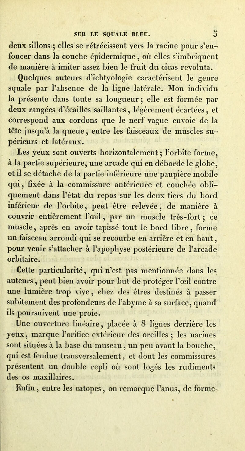 deux sillons ; elles se rétrécissent vers la racine pour s’en- foncer dans la couche épidermique, où elles s’imbriquent de manière à imiter assez bien le fruit du cicas revoluta. Quelques auteurs d’ichtyologie caractérisent le genre squale par l’absence de la ligne latérale. Mon individu la présente dans toute sa longueur ; elle est formée par deux rangées d’écailles saillantes, légèrement écartées, et correspond aux cordons que le nerf vague envoie de la tète jusqu’à la queue, entre les faisceaux de muscles su- périeurs et latéraux. Les yeux sont ouverts horizontalement ; l’orbite forme, à la partie supérieure, une arcade qui en déborde le globe, et il se détache de la partie inférieure une paupière mobile qui, fixée à la commissure antérieure et couchée obli- quement dans l’état du repos sur les deux tiers du bord inférieur de l’orbite, peut être relevée, de manière à couvrir entièrement l’œil, par un muscle très-fort ; ce muscle, après en avoir tapissé tout le bord libre, forme un faisceau arrondi qui se recourbe en arrière et en haut, pour venir s’attacher à l’apophyse postérieure de l’arcade orbitaire. Cette particularité, qui n’est pas mentionnée dans les auteurs, peut bien avoir pour but de protéger l’œil contre une lumière trop vive, chez des êtres destinés à passer subitement des profondeurs de l’abyme à sa surface, quand ils poursuivent une proie. Une ouverture linéaire, placée à 8 lignes derrière les yeux, marque l’orifice extérieur des oreilles ; les narines sont situées à la base du museau, un peu avant la bouche, qui est fendue transversalement, et dont les commissures présentent un double repli où sont logés les rudiments des os maxillaires. Enfin, entre les catopes, on remarque l’anus, de forme