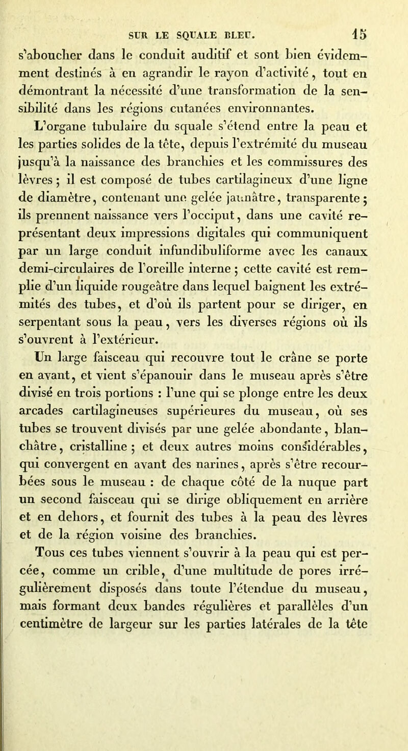 s’aboucher dans le conduit auditif et sont bien évidem- ment destinés à en agrandir le rayon d’activité, tout en démontrant la nécessité d’une transformation de la sen- sibilité dans les régions cutanées environnantes. L’organe tubulaire du squale s’étend entre la peau et les parties solides de la tête, depuis l’extrémité du museau jusqu’à la naissance des branchies et les commissures des lèvres ; il est composé de tubes cartdagineux d’une ligne de diamètre, contenant une gelée jaunâtre, transparente; ils prennent naissance vers l’occiput, dans une cavité re- présentant deux impressions digitales qui communiquent par un large conduit infundibuliforme avec les canaux demi-circulaires de l’oreille interne ; cette cavité est rem- plie d’un liquide rougeâtre dans lequel baignent les extré- mités des tubes, et d’où ils partent pour se diriger, en serpentant sous la peau, vers les diverses régions où ils s’ouvrent à l’extérieur. Un large faisceau qui recouvre tout le crâne se porte en avant, et vient s’épanouir dans le museau après s’être divisé en trois portions : l’une qui se plonge entre les deux arcades cartilagineuses supérieures du museau, où ses tubes se trouvent divisés par une gelée abondante, blan- châtre , cristalline ; et deux autres moins considérables, qui convergent en avant des narines, après s’être recour- bées sous le museau : de chaque côté de la nuque part un second faisceau qui se dirige obliquement en arrière et en dehors, et fournit des tubes à la peau des lèvres et de la région voisine des branchies. Tous ces tubes viennent s’ouvrir à la peau qui est per- cée, comme un crible, d’une multitude de pores irré- gulièrement disposés dans toute l’étendue du museau, mais formant deux bandes régulières et parallèles d’un centimètre de largeur sur les parties latérales de la tête