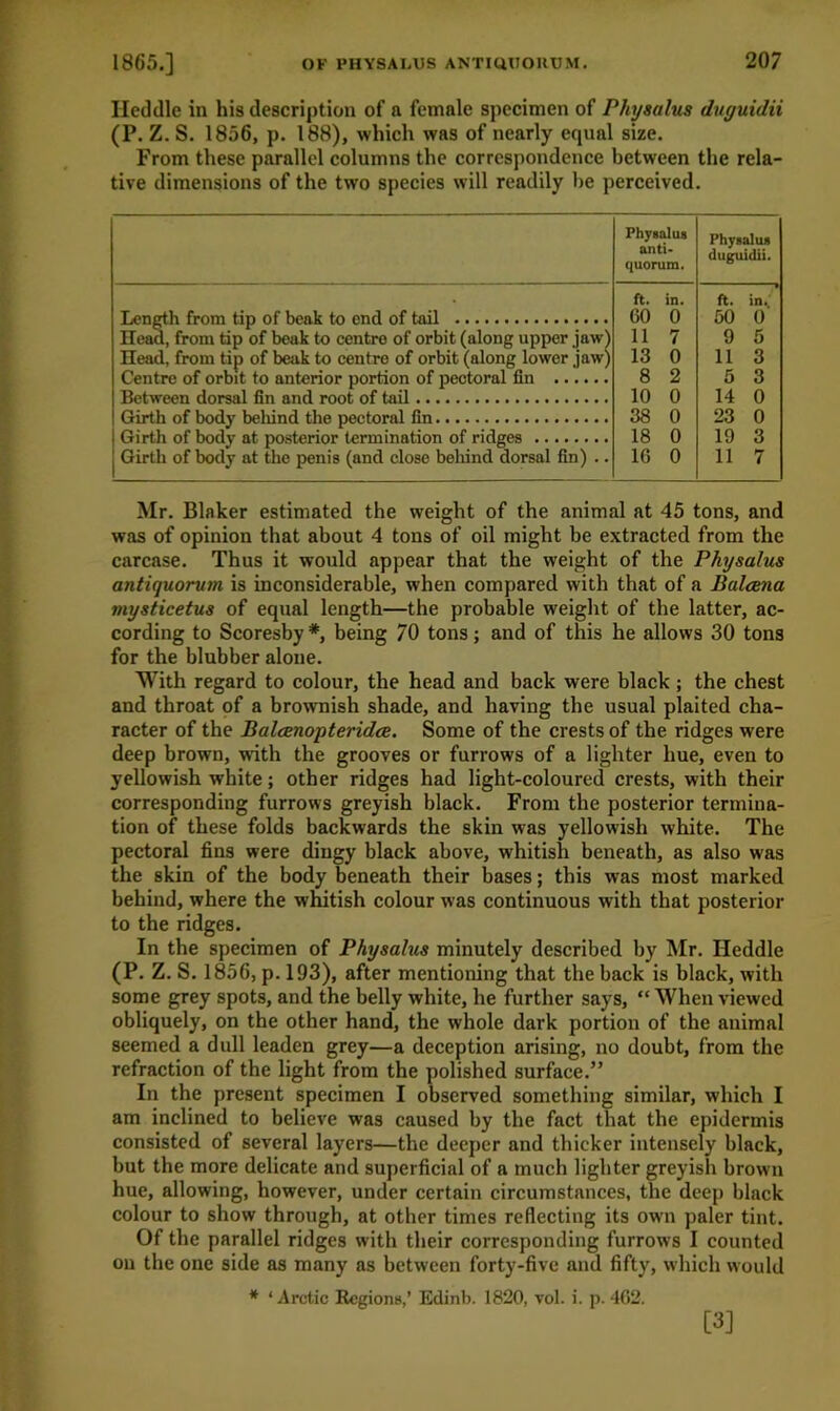 Ileddle in his description of a female specimen of Physalus duyuidii (P. Z. S. 1856, p. 188), which was of nearly equal size. From these parallel columns the correspondence between the rela- tive dimensions of the two species will readily be perceived. Physalus anti- quorum. Physalus duguidii. Length from tip of beak to end of tail Head, from tip of beak to centre of orbit (along upper jaw) Head, from tip of beak to centro of orbit (along lower jaw) Centre of orbit to anterior portion of pectoral fin Between dorsal fin and root of tail Girth of body behind the pectoral fin Girth of body at posterior termination of ridges Girth of body at the penis (and close behind dorsal fin) .. ft. in. GO 0 11 7 13 0 8 2 10 0 38 0 18 0 16 0 1 ft. in.. 50 0 9 5 11 3 5 3 14 0 23 0 19 3 11 7 Mr. Blaker estimated the weight of the animal at 45 tons, and was of opinion that about 4 tons of oil might be extracted from the carcase. Thus it would appear that the weight of the Physalus antiquorum is inconsiderable, when compared with that of a Baleena mysticetus of equal length—the probable weight of the latter, ac- cording to Scoresby #, being 70 tons; and of this he allows 30 tons for the blubber alone. With regard to colour, the head and back were black ; the chest and throat of a brownish shade, and having the usual plaited cha- racter of the Balcenopteridce. Some of the crests of the ridges were deep brown, with the grooves or furrows of a lighter hue, even to yellowish white; other ridges had light-coloured crests, with their corresponding furrows greyish black. From the posterior termina- tion of these folds backwards the skin was yellowish white. The pectoral fins were dingy black above, whitish beneath, as also was the skin of the body beneath their bases; this was most marked behind, where the whitish colour was continuous with that posterior to the ridges. In the specimen of Physalus minutely described by Mr. Ileddle (P. Z. S. 1856, p. 193), after mentioning that the back is black, with some grey spots, and the belly white, he further says, “ When viewed obliquely, on the other hand, the whole dark portion of the animal seemed a dull leaden grey—a deception arising, no doubt, from the refraction of the light from the polished surface.” In the present specimen I observed something similar, which I am inclined to believe was caused by the fact that the epidermis consisted of several layers—the deeper and thicker intensely black, but the more delicate and superficial of a much lighter greyish brown hue, allowing, however, under certain circumstances, the deep black colour to show through, at other times reflecting its own paler tint. Of the parallel ridges with their corresponding furrows I counted on the one side as many as between forty-five and fifty, which would * ‘Arctic Regions,’ Edinb. 1820, vol. i. p. 462.