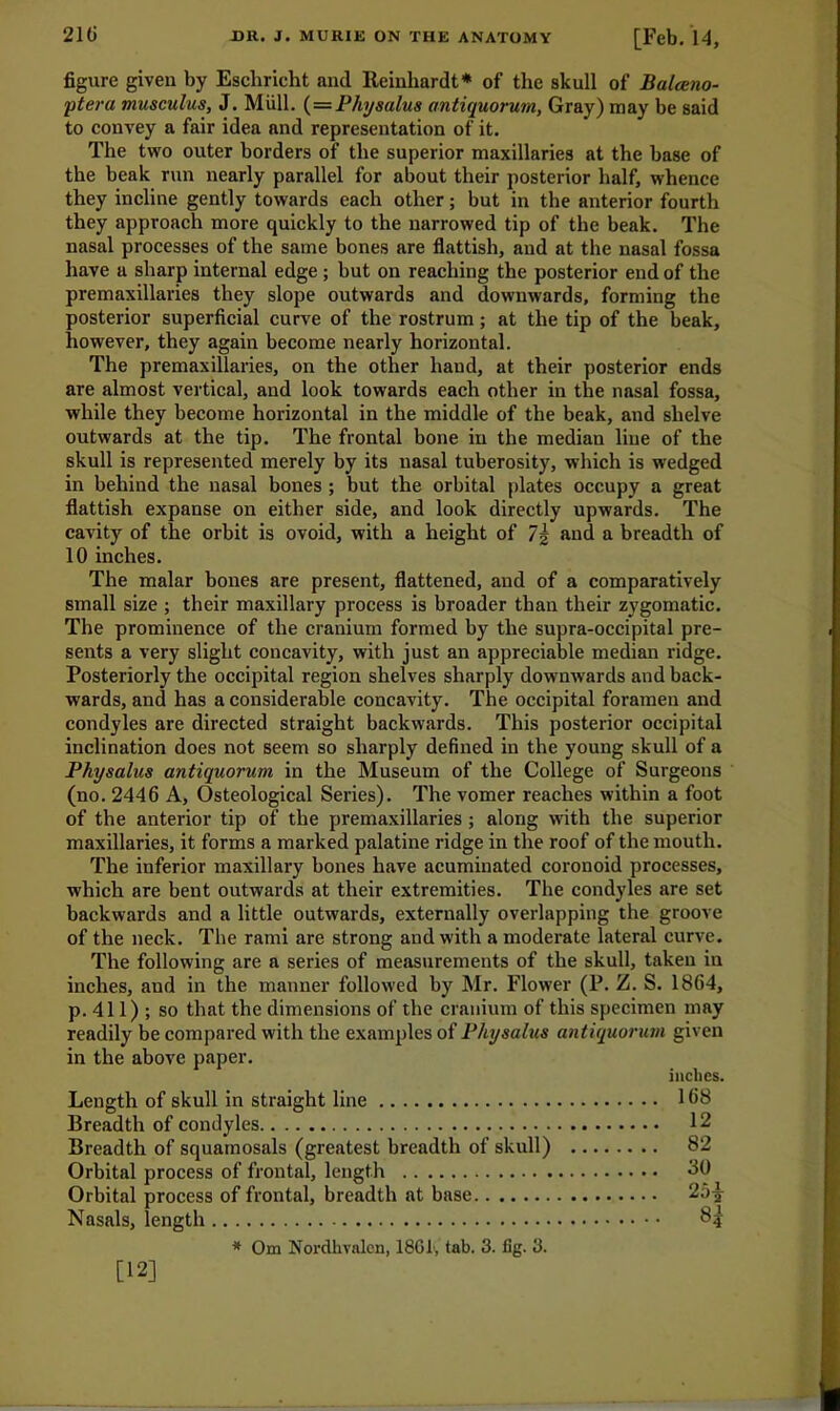 figure given by Escliricht and Reinhardt* of the skull of Balceno- pteru musculus, J. Mull. (=Physalus antiquorum, Gray) may be said to convey a fair idea and representation of it. The two outer borders of the superior maxillaries at the base of the beak run nearly parallel for about their posterior half, whence they incline gently towards each other; but in the anterior fourth they approach more quickly to the narrowed tip of the beak. The nasal processes of the same bones are flattish, and at the nasal fossa have a sharp internal edge ; but on reaching the posterior end of the premaxillaries they slope outwards and downwards, forming the posterior superficial curve of the rostrum; at the tip of the beak, however, they again become nearly horizontal. The premaxillaries, on the other hand, at their posterior ends are almost vertical, and look towards each other in the nasal fossa, while they become horizontal in the middle of the beak, and shelve outwards at the tip. The frontal bone in the median line of the skull is represented merely by its nasal tuberosity, which is wedged in behind the nasal bones ; but the orbital plates occupy a great flattish expanse on either side, and look directly upwards. The cavity of the orbit is ovoid, with a height of 7| and a breadth of 10 inches. The malar bones are present, flattened, and of a comparatively small size ; their maxillary process is broader than their zygomatic. The prominence of the cranium formed by the supra-occipital pre- sents a very slight concavity, with just an appreciable median ridge. Posteriorly the occipital region shelves sharply downwards and back- wards, and has a considerable concavity. The occipital foramen and condyles are directed straight backwards. This posterior occipital inclination does not seem so sharply defined in the young skull of a Physalus antiquorum in the Museum of the College of Surgeons (no. 2446 A, Osteological Series). The vomer reaches within a foot of the anterior tip of the premaxillaries ; along with the superior maxillaries, it forms a marked palatine ridge in the roof of the mouth. The inferior maxillary bones have acuminated coronoid processes, which are bent outwards at their extremities. The condyles are set backwards and a little outwards, externally overlapping the groove of the neck. The rami are strong and with a moderate lateral curve. The following are a series of measurements of the skull, taken in inches, and in the manner followed by Mr. Flower (P. Z. S. 1864, p. 411) ; so that the dimensions of the cranium of this specimen may readily be compared with the examples of Physalus antiquorum given in the above paper. inches. Length of skull in straight line 168 Breadth of condyles Breadth of squarnosals (greatest breadth of Orbital process of frontal, length Orbital process of frontal, breadth at base 25^- Nasals, length 8^- * Om Nordhvalen, 18G1', tab. 3. fig. 3. [12] skull) 82 30