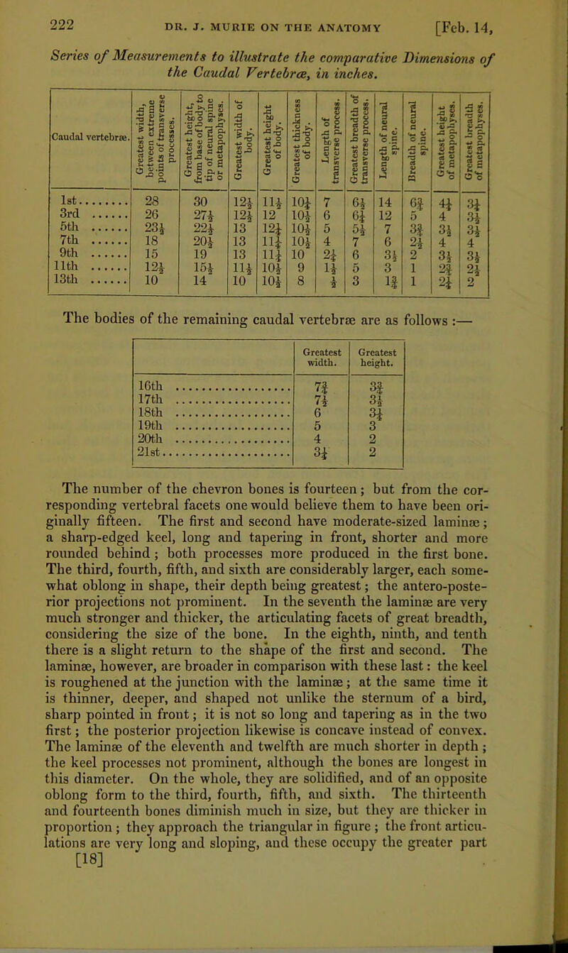 Senes of Measurements to illustrate the comparative Dimensions of the Caudal Vertehrce, in inches. CJ 0 ^ A 8 u 3 £ it •*j 5 ^ T3 'o. to 0 10 >-> 0 A Caudal vertebrae. ■fsf lit 0 CO to O ■-> O <u p3 — 1 3 S A (X O cu 2 est wid body. S & 2 tJ.S P< a £ 2 0 Oo.f s 0 rt S u O 1st 28 30 125 3rd 26 275 125 5th 235 225 13 7th 18 205 13 9th 15 19 13 11th 155 115 13th 10 14 10 ■Ui O Ui 12 m Hi Hi 105 105 W w 0 a A . .« 9 8 O 0 £ l! 11 % 3 V a • t 3 V c . A^ *-> O A P- tLg A 0 « £ o.£ A ~ <*-, w 0 c A'3, 0 rf 4) O ^ 5 Ss a » a ~  rt Ui 0 e l! 3 » 105 7 65 14 6.5 105 6 65 12 5 105- 5 55 7 35 105 4 7 6 25 10 25 6 3 J 2 9 5 3 1 8 3 if 1 TT CL, ss * 2 £ 2 O'* - o 4i 4 35 4 35 2| 2i 3i 35 35 4 35 25 The bodies of the remaining caudal vertebrae are as follows :— Greatest width. Greatest height. 16th 7f 3f 17th 75 35 18th 6 35 19 th 5 3 20th 4 2 21st 35 2 The number of the chevron bones is fourteen; but from the cor- responding vertebral facets one would believe them to have been ori- ginally fifteen. The first and second have moderate-sized laminae; a sharp-edged keel, long and tapering in front, shorter and more rounded behind ; both processes more produced in the first bone. The third, fourth, fifth, and sixth are considerably larger, each some- what oblong in shape, their depth being greatest; the antero-poste- rior projections not prominent. In the seventh the laminae are very much stronger and thicker, the articulating facets of great breadth, considering the size of the bone. In the eighth, ninth, and tenth there is a slight return to the shape of the first and second. The laminae, however, are broader in comparison with these last: the keel is roughened at the junction with the laminae; at the same time it is thinner, deeper, and shaped not unlike the sternum of a bird, sharp pointed in front; it is not so long and tapering as in the two first; the posterior projection likewise is concave instead of convex. The laminae of the eleventh and twelfth are much shorter in depth ; the keel processes not prominent, although the bones are longest in this diameter. On the whole, they are solidified, and of an opposite oblong form to the third, fourth, fifth, and sixth. The thirteenth and fourteenth bones diminish much in size, but they are thicker in proportion ; they approach the triangular in figure ; the front articu- lations are very long and sloping, and these occupy the greater part [18]