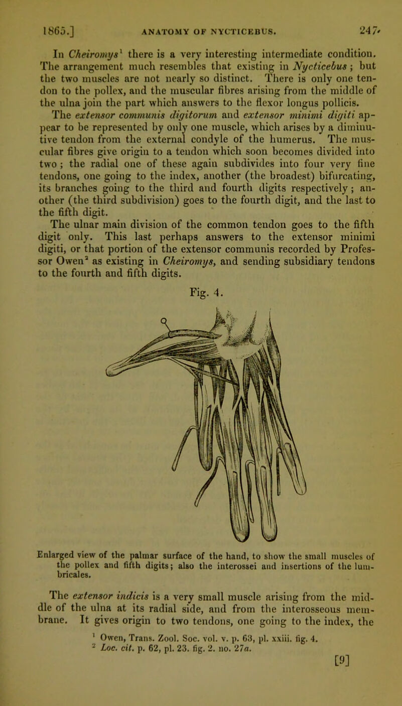 In Cheiromys1 there is a very interesting intermediate condition. The arrangement much resembles that existing in Nycticebus; but the two muscles are not nearly so distinct. There is only one ten- don to the pollex, and the muscular fibres arising from the middle of the ulna join the part which answers to the flexor longus pollicis. The extensor communis digitorum and extensor minimi digiti ap- pear to be represented by only one muscle, which arises by a diminu- tive tendon from the external condyle of the humerus. The mus- cular fibres give origin to a tendon which soon becomes divided into two; the radial one of these again subdivides into four very fine tendons, one going to the index, another (the broadest) bifurcating, its branches going to the third and fourth digits respectively ; an- other (the third subdivision) goes to the fourth digit, and the last to the fifth digit. The ulnar main division of the common tendon goes to the fifth digit only. This last perhaps answers to the extensor minimi digiti, or that portion of the extensor communis recorded by Profes- sor Owen2 as existing in Cheiromys, and sending subsidiary tendons to the fourth and fifth digits. Fig. 4. Enlarged view of the palmar surface of the hand, to show the small muscles of the pollex and fifth digits; also the interossei and insertions of the lum- bricales. The extensor indicis is a very small muscle arising from the mid- dle of the ulna at its radial side, and from the interosseous mem- brane. It gives origin to two tendons, one going to the index, the 1 Owen, Trans. Zool. Soc. vol. v. p. 63, pi. xxiii. fig. 4. 2 Loc. cit. p. 62, pi. 23. fig. 2. no. 2 la. [9]