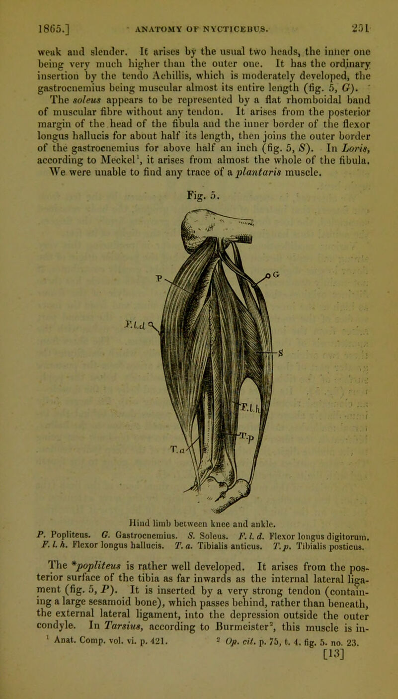 weak and slender. It arises by the usual two heads, the inner one being very much higher than the outer one. It has the ordinary insertion by the tendo Achillis, which is moderately developed, the gastrocnemius being muscular almost its entire length (fig. 5, G). The soleus appears to be represented by a flat rhomboidal band of muscular fibre without any tendon. It arises from the posterior margin of the head of the fibula and the inner border of the flexor longus hallucis for about half its length, then joins the outer border of the gastrocnemius for above half an inch (fig. 5, S). In Loris, according to Meckel1, it arises from almost the whole of the fibula. We were uuable to find any trace of a plantaris muscle. Fig. 5. Hind limb between knee and ankle. P. Popliteus. G. Gastrocnemius. 5. Soleus. F. 1. d. Flexor longus digitorum. F.l.h. Flexor longus hallucis. T. a. Tibialis anticus. T.p. Tibialis posticus. The *popliteus is rather well developed. It arises from the pos- terior surface of the tibia as far inwards as the internal lateral liga- ment (fig. 5, P). It is inserted by a very strong tendon (contain- ing a large sesamoid bone), which passes behind, rather than beneath, the external lateral ligament, into the depression outside the outer condyle. In Tarsius, according to Burmeister2, this muscle is in- 1 Anat. Comp. vol. vi. p. 421. - Op. cit. p. 75, t. 4. fig. 5. no. 23. [13]