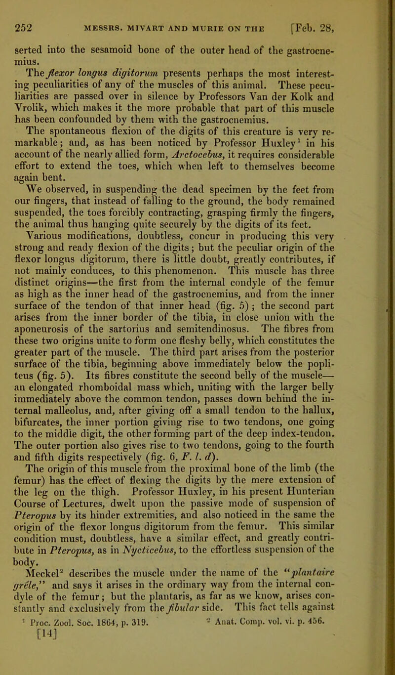 serted into the sesamoid bone of the outer head of the gastrocne- mius. The flexor longus digitorum presents perhaps the most interest- ing peculiarities of any of the muscles of this animal. These pecu- liarities are passed over in silence by Professors Van der Kolk and Vrolik, which makes it the more probable that part of this muscle has been confounded by them with the gastrocnemius. The spontaneous flexion of the digits of this creature is very re- markable ; and, as has been noticed by Professor Huxley1 in his account of the nearly allied form, Arctocebus, it requires considerable effort to extend the toes, which when left to themselves become again bent. We observed, in suspending the dead specimen by the feet from our fingers, that instead of falling to the ground, the body remained suspended, the toes forcibly contracting, grasping firmly the fingers, the animal thus hanging quite securely by the digits of its feet. Various modifications, doubtless, concur in producing this very strong and ready flexion of the digits ; but the peculiar origin of the flexor longus digitorum, there is little doubt, greatly contributes, if not mainly conduces, to this phenomenon. This muscle has three distinct origins—the first from the internal condyle of the femur as high as the inner head of the gastrocnemius, and from the inner surface of the tendon of that inner head (fig. 5) ; the second part arises from the inner border of the tibia, in close union with the aponeurosis of the sartorius and semitendiuosus. The fibres from these two origins unite to form one fleshy belly, which constitutes the greater part of the muscle. The third part arises from the posterior surface of the tibia, beginning above immediately below the popli- teus (fig. 5). Its fibres constitute the second belly of the muscle— an elongated rhomboidal mass which, uniting with the larger belly immediately above the common tendon, passes down behind the in- ternal malleolus, and, after giving off a small tendon to the hallux, bifurcates, the inner portion giving rise to two tendons, one going to the middle digit, the other forming part of the deep index-tendon. The outer portion also gives rise to two tendons, going to the fourth and fifth digits respectively (fig. 6, F. 1. d). The origin of this muscle from the proximal bone of the limb (the femur) has the effect of flexing the digits by the mere extension of the leg on the thigh. Professor Huxley, in his present Hunterian Course of Lectures, dwelt upon the passive mode of suspension of Pteropus by its hinder extremities, and also noticed in the same the origin of the flexor longus digitorum from the femur. This similar condition must, doubtless, have a similar effect, and greatly contri- bute in Pteropus, as in Nycticebus, to the effortless suspension ot the body. Meckel'2 describes the muscle under the name of the “plantaire grele,” and says it arises in the ordinary way from the internal con- dyle of the femur; but the plantaris, as far as we know, arises con- stantly and exclusively from the flbular side. This fact tells against 1 Proc. Zool. Soc. 1861, p. 319. 5 Anat. Comp. vol. vi. p. 456. [14]