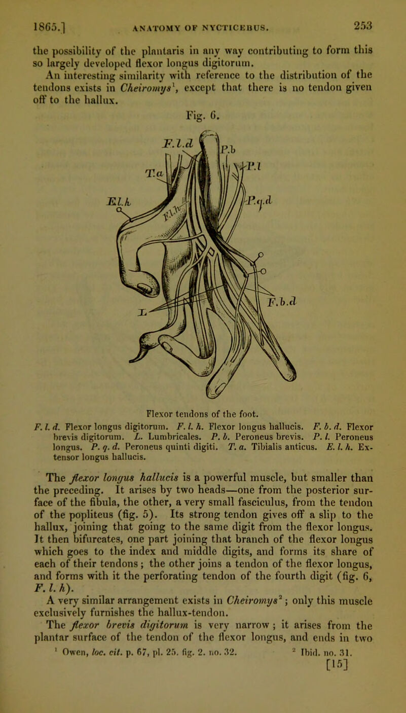 the possibility of the plantaris in any way contributing to form this so largely developed flexor longus digitorum. An interesting similarity with reference to the distribution of the tendons exists in Cheiromysexcept that there is no tendon given off to the hallux. Flexor tendons of the foot. F. 1. d. Flexor longus digitorum. F. 1. h. Flexor longus hallucis. F. b. d. Flexor brevis digitorum. L. Lumbricales. P. b. Peroneus brevis. P. 1. Peroneus longus. P. q. d. Peroneus quinti digiti. T. a. Tibialis anticus. E. 1. h. Ex- tensor longus ballucis. The flexor lonyus hallucis is a powerful muscle, but smaller than the preceding. It arises by two heads—one from the posterior sur- face of the fibula, the other, a very small fasciculus, from the tendon of the popliteus (fig. 5). Its strong tendon gives off a slip to the hallux, joining that going to the same digit from the flexor longus. It then bifurcates, one part joining that branch of the flexor longus which goes to the index and middle digits, and forms its share of each of their tendons; the other joins a tendon of the flexor longus, and forms with it the perforating tendon of the fourth digit (fig. 6, F. 1. h). A very similar arrangement exists in Cheiromys2; only this muscle exclusively furnishes the hallux-tendon. The flexor brevis diyitorum is very narrow ; it arises from the plantar surface of the tendon of the flexor longus, and ends in two 1 Owen, loc. cit. p. 67, pi. 25. fig. 2. no. 32. 2 Ibid. no. 31. [15]