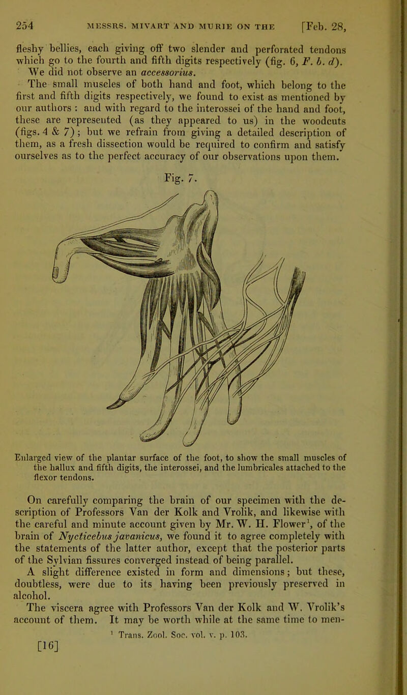 fleshy bellies, each giving off two slender and perforated tendons which go to the fourth and fifth digits respectively (fig. 6, F. b. d). We did not observe an accessorius. The small muscles of both hand and foot, which belong to the first and fifth digits respectively, we found to exist as mentioned by our authors : and with regard to the interossei of the hand and foot, these are represented (as they appeared to us) in the woodcuts (figs. 4 & 7) ; but we refrain from giving a detailed description of them, as a fresh dissection would be required to confirm and satisfy ourselves as to the perfect accuracy of our observations upon them. Fig. 7. Enlarged view of the plantar surface of the foot, to show the small muscles of the hallux and fifth digits, the interossei, and the lumbrieales attached to the flexor tendons. On carefully comparing the brain of our specimen with the de- scription of Professors Van der Kolk and Vrolik, and likewise with the careful and minute account given by Mr. W. H. Flower1, of the brain of Nycticebus javanicus, we found it to agree completely with the statements of the latter author, except that the posterior parts of the Sylvian fissures converged instead of being parallel. A slight difference existed in form and dimensions; but these, doubtless, were due to its having been previously preserved in alcohol. The viscera agree with Professors Van der Kolk and W. Vrolik’s account of them. It may be worth while at the same time to men- 1 Trans. Znol. Soe. vol. v. p. 103.