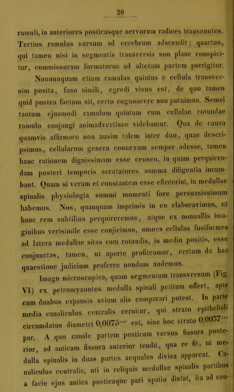 ramuli,in anteriores posticasque nervorum radices transeuntes. Tertius ramulus sursum ad cerebrum adscendit; quartus, qui tamen nisi in segmentis transversis non plane conspici- tur, commissuram formaturus ad alteram partem porrigitur. Nonnunquam etiam ramulus quintus e cellula transver- sim posita, fuso simili, egredi visus est, de quo tamen quid postea factum sit, certo cognoscere non potuimus. Semel tantum ejusmodi ramulum quintum cum cellulae rotundae ramulo conjungi animadvertisse videbamur. Qua de causa quamvis affirmare non ausim talem inter duo, quae descri- psimus, cellularum genera connexum semper adesse, tamen hanc rationem dignissimam esse censeo, in quam perquiren- dam posteri temporis scrutatores summa diligentia incum- bant. Ouam si veram et constantem esse effecerint, in medullae spinalis physiologia summi momenti fore persuasissimum habemus. Nos, quanquam imprimis in eo elaboravimus, ut hanc rem subtilius perquireremus, atque ex nonnullis ima- ginibus verisimile esse conjicimus, omnes cellulas fusiformes ad latera medullae sitas cum rotundis, in medio positis, esse conjunctas, tamen, ut aperte profiteamur, certum de liac quaestione judicium proferre nondum audemus. Imago microscopica, quam segmentum transversum (lig. VI) ex petromyzontos medulla spinali petitum offert, aple cum duabus expansis avium alis comparari potest. In paite media canaliculus centralis cernitur, qui strato epithelia!, circun,datus diametri 0,007o' est, sine hoc strato O.OOo/' par. A quo canale partem posticam versus fissura poste- rior, ad anticam fissura anterior tendit, qua re fit, ut me. dolia spinalis in duas partes aequales divisa appareat. Ca- naliculus centralis, uti in reliquis medullae spinalis partibus a facie ejus antica posticaque pari spatio distat, ita ad cau-
