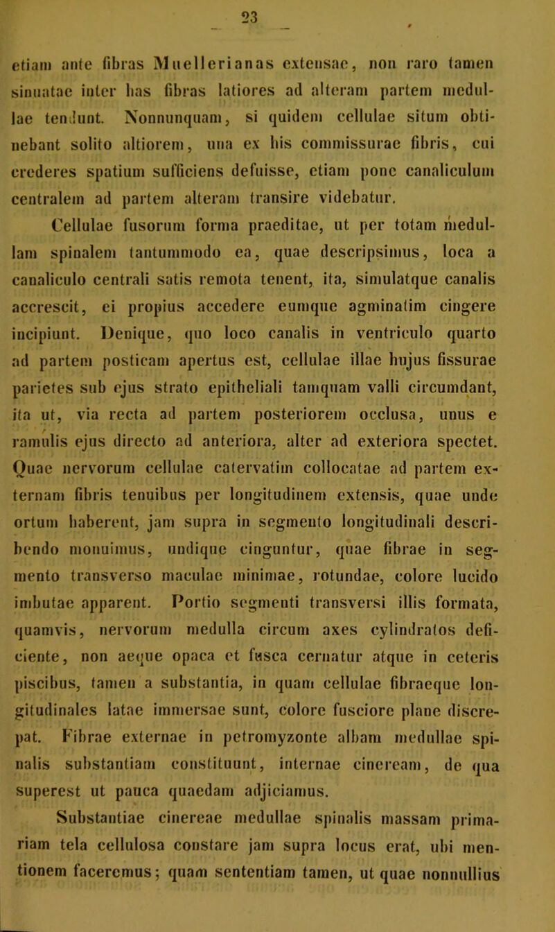 etiam ante libras Muellerianas extensae, non raro tamen sinuatae inter lias fibras latiores ad alteram partem medul- lae tendunt. Nonnunquam, si quidem cellulae situm obti- nebant solito altiorem, una ex bis commissurae libris, cui crederes spatium sufficiens defuisse, etiam pone canaliculum centralem ad partem alteram transire videbatur. Cellulae fusorum forma praeditae, ut per totam medul- lam spinalem tantummodo ea, quae descripsimus, loca a canaliculo centrali satis remota tenent, ita, simulatque canalis accrescit, ei propius accedere eumque agminatim cingere incipiunt. Denique, quo loco canalis in ventriculo quarto ad partem posticam apertus est, cellulae illae hujus fissurae parietes sub ejus strato epitheliali tamquam valli circumdant, ita ut, via recta ad partem posteriorem occlusa, unus e ramulis ejus directo ad anteriora, alter ad exteriora spectet. Ouae nervorum cellulae catervatim collocatae ad partem ex- ternam fibris tenuibus per longitudinem extensis, quae unde ortum haberent, jam supra in segmento longitudinali descri- bendo monuimus, undique cinguntur, quae fibrae in seg- mento transverso maculae minimae, rotundae, colore lucido imbutae apparent. Portio segmenti transversi illis formata, quamvis, nervorum medulla circum axes cylindratos defi- ciente, non aeque opaca et fusca cernatur atque in ceteris piscibus, tamen a substantia, in quam cellulae fibraeque lon- gitudinales latae immersae sunt, colore fusciore plane discre- pat. Fibrae externae in petromyzonte albam medullae spi- nalis substantiam constituunt, internae cineream, de qua superest ut pauca quaedam adjiciamus. Substantiae cinereae medullae spinalis massam prima- riam tela cellulosa constare jam supra locus erat, ubi men- tionem faceremus; quam sententiam tamen, ut quae nonnullius