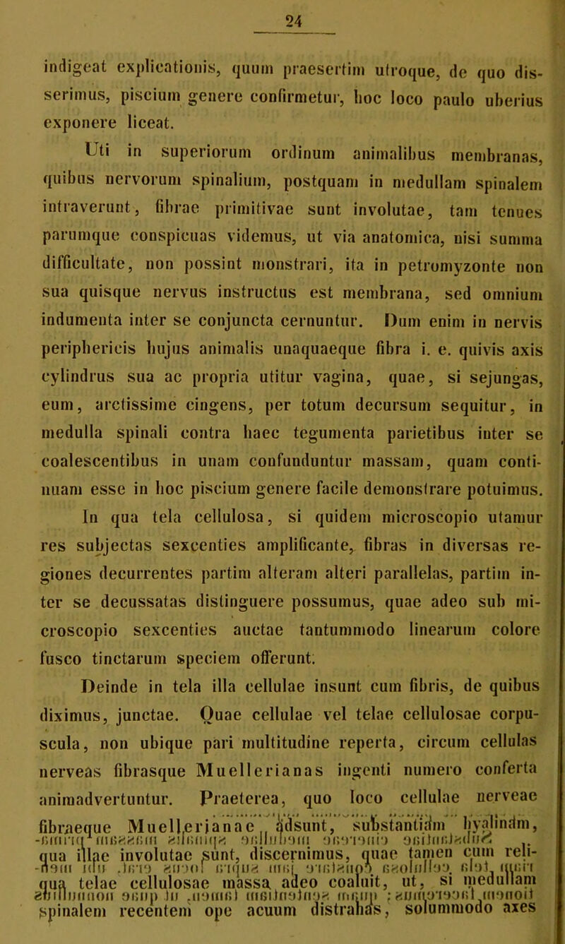 indigeat explicationis, quum praesertim utroque, de quo dis- serimus, piscium genere confirmetur, lioc loco paulo uberius exponere liceat. Uti in superiorum ordinum animalibus membranas, quibus nervorum spinalium, postquam in medullam spinalem intraverunt, fibrae primitivae sunt involutae, tam tenues parumque conspicuas videmus, ut via anatomica, nisi summa difficultate, non possint monstrari, ita in petromyzonte non sua quisque nervus instructus est membrana, sed omnium indumenta inter se conjuncta cernuntur. Dum enim in nervis periphericis hujus animalis unaquaeque fibra i. e. quivis axis cylindrus sua ac propria utitur vagina, quae, si sejungas, eum, arctissime cingens, per totum decursum sequitur, in medulla spinali contra haec tegumenta parietibus inter se coalescentibus in unam confunduntur massam, quam conti- nuam esse in hoc piscium genere facile demonstrare potuimus. In qua tela cellulosa, si quidem microscopio utamur res subjectas sexcenties amplificante, fibras in diversas re- giones decurrentes partim alteram alteri parallelas, partim in- ter se decussatas distinguere possumus, quae adeo sub mi- croscopio sexcenties auctae tantummodo linearum colore fusco tinctarum speciem offerunt; Deinde in tela illa cellulae insunt cuin fibris, de quibus diximus, junctae. Ouae cellulae vel telae cellulosae corpu- scula, non ubique pari multitudine reperta, circum cellulas nerveas fibrasque Muellerianas ingenti numero conferta animadvertuntur. Praeterea, quo loco cellulae nerveae fibraeque Muellerianac lidsunt, suhstantidm hyalindm -mnnq uuiggmu «uiuiiqK 9j;llub‘jui aiwniirj ominr.Jad\\r. qua illae involutae sunt, discernimus, quae tamen eum reu -nom idii ?)ino «nuo! inqua unq GHoInllna filoJL iniir <ju^ telae cellulosae massa adeo coaluit, ut, si medullati iwiNimuoii OKiip Iu 'irjuml mminoJiifj* mniit» jaumymiw iiioi Spinalem recentem ope acuum distrahas, solummodo a nae tamen cum reji- in am iimnoii axes