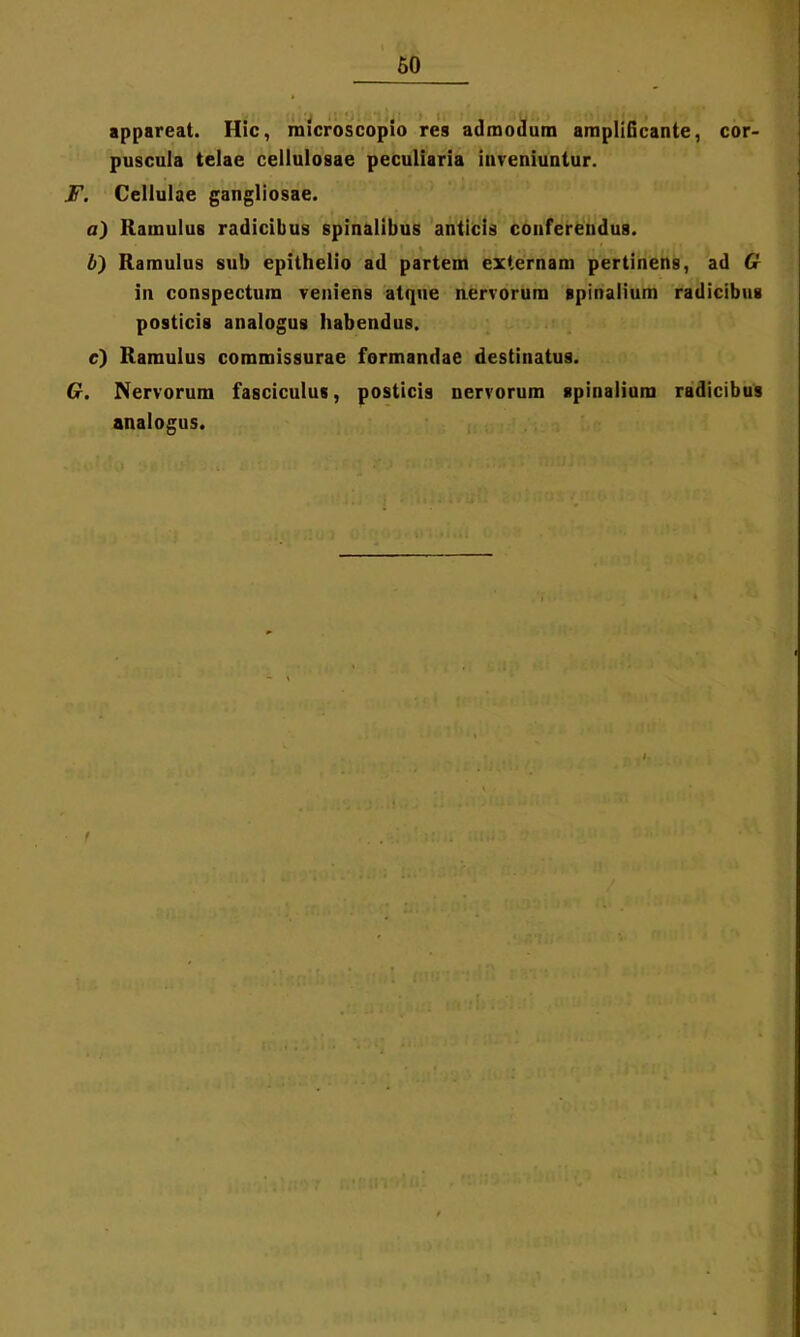 appareat. Hic, microscopio res admodum amplificante, cor- puscula telae cellulosae peculiaria inveniuntur. F. Cellulae gangliosae. a) Ramulus radicibus spinalibus anticis conferendus. b) Ramulus sub epithelio ad partem externam pertinens, ad G in conspectura veniens atque nervorum spinalium radicibus posticis analogus habendus. c) Ramulus commissurae formandae destinatus. G. Nervorum fasciculus, posticis nervorum spinalium radicibus analogus.
