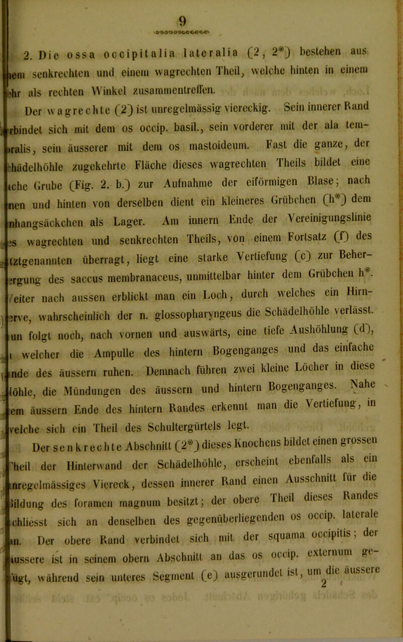 em senkrechten und einem wagrechten Thcil, welche hinten in einem *hr als rechten Winkel Zusammentreffen. Der wa grechte (2) ist unregelmässig viereckig. Sein innerer Rand rbindet sich mit dem os occip. basil., sein vorderer mit der ala teiu- ,ralis, sein äusserer mit dem os inastoideum. Fast die ganze, der -hödelhöhle zugekehrte Fläche dieses wagrechtcn Theils bildet eine *che Grube (Fig. 2. b.) zur Aufnahme der eiförmigen Blase; nach nen und hinten von derselben dient ein kleineres Grübchen (h ■ J dem nhangsäckchen als Lager. Am innern Ende der Vereinigungslinie . js wagrechten und senkrechten Theils, von einem Fortsatz (f) des , tztgenannten überragt, liegt eine starke Vertiefung (c) zur Beher- irgung des saccus membranaceus, unmittelbar hinter dem Grübchen h . /eiter nach aussen erblickt man ein Loch, durch welches ein Hirn- , irve, wahrscheinlich der n. glossopharyngeus die Schädelhöhle verlasst. un folgt noch, nach vornen und auswärts, eine tiefe Aushöhlung (dl, , , welcher die Ampulle des hintern Bogenganges und das einfache y, nde des äussern ruhen. Demnach führen zwei kleine Löcher m diese ;. (öhlc, die Mündungen des äussern und hintern Bogenganges. Nahe , em äussern Ende des hintern Randes erkennt man die V ertiefung, in , reiche sich ein Theil des Schultergürtels legt. Der s e n k r e c h t e Abschnitt (2*3 dieses Knochens bildet einen g rossen heil der Hinterwand der Schädelhöhle, erscheint ebenfalls als em nregelmässiges Viereck, dessen innerer Rand einen Ausschnitt lildung des foramen magnum besitzt; der obere Iheil dieses Rande.. chliesst sich an denselben des gegenüberliegenden os occip. laterale »n. Der obere Rand verbindet sich mit der squama oc< ipitis, der iussere ist in seinem obern Abschnitt an das os ouip. externuni g< ügt, während sein unteres Segment (e) ausgerundet ist, um^die äussere