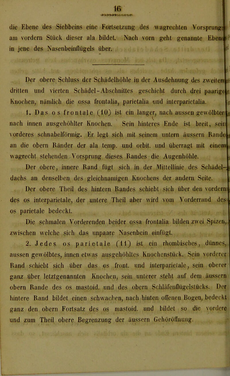 CnD <UO<&€T* die Ebene des Siebbeins eine Fortsetzung des wagrechten Vorsprung: am vordem Stück dieser ala bildet. Nach vorn geht genannte Eben f in jene des Nasenbeinflügels über. Der obere Schluss der Schädelhöhle in der Ausdehnung des zweiten ■- dritten und vierten Schädel-Abschnittes geschieht durch drei paarig( 9 Knochen, nämlich die ossa frontalia, parietalia und interparietalia. 1. Das os frontale (10) ist ein langer, nach aussen gewölbter j nach innen ausgehöhlter Knochen. Sein hinteres Ende ist breit, seir vorderes schnabelförmig. Er legt sich mit seinem untern äussern Rande « an die obern Ränder der ala temp. und orbit. und überragt mit einem (( wagrecht stehenden Vorsprung dieses Randes die Augenhöhle. Der obere, innere Rand fügt sich in der Mittellinie des Schädel- dachs an denselben des gleichnamigen Knochens der andern Seile. Der obere Theil des hintern Randes schiebt sich über den vordem des os interparietale, der untere Theil aber wird vom Vorderrand des- os parietale bedeckt. Die schmalen Vorderenden beider ossa frontalia bilden zwei Spizen,. zwischen welche sich das unpaare Nasenbein einfügt. 2. Jedes os parietale fll) ist ein rhombisches, dünnes, aussen gewölbtes, innen etwas ausgehöhltes Rnochenstück. Sein vorderer Rand schiebt sich über das os front, und interparietale, sein oberer I ganz über letztgenannten Knochen, sein unterer steht auf dem äussern obern Rande des os mastoid. und des obern Schläfenflügelslücks. Der hintere Rand bildet einen schwachen, nach hinten offenen Bogen, bedeckt ganz den obern Fortsatz des os mastoid. und bildet so die vordere und zum Theil obere Begrenzung der äussern Gehöröflnung.
