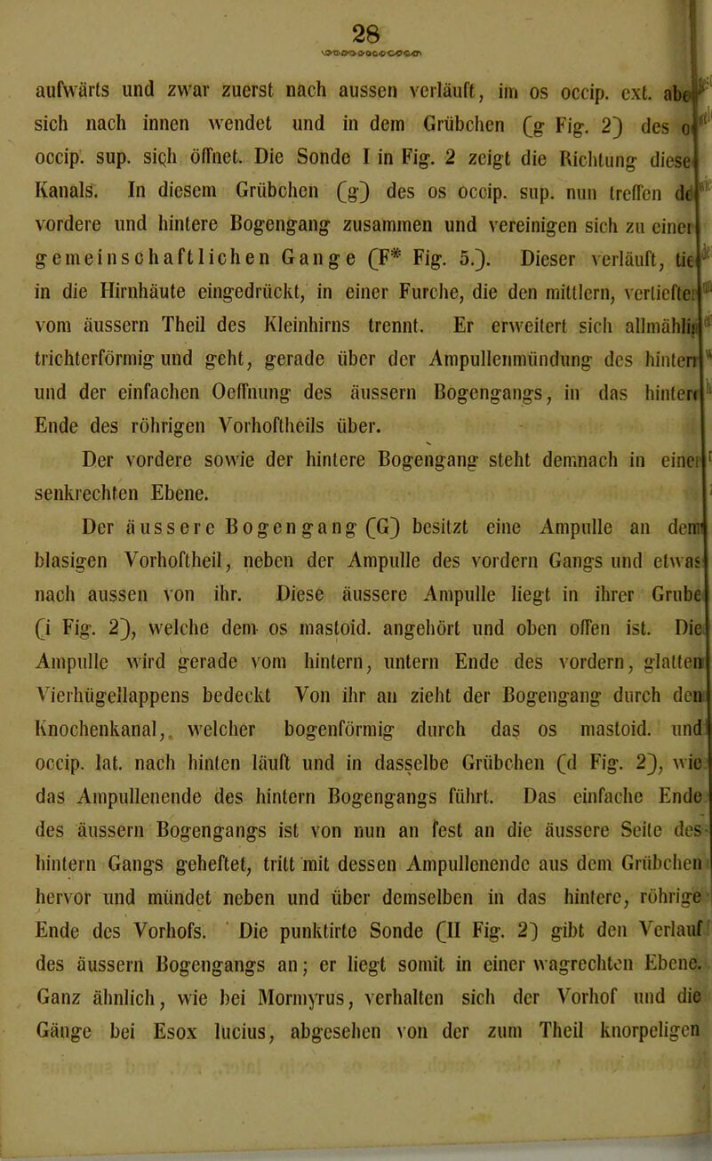 aufwärts und zwar zuerst nach aussen verläuft, im os occip. ext. abt sich nach innen wendet und in dem Grübchen (g Fig. 2) des o 1 occip. sup. siqli öffnet. Die Sonde I in Fig. 2 zeigt die Richtung diese Kanals. In diesem Grübchen (g) des os occip. sup. nun treffen de vordere und hintere Bogengang zusammen und vereinigen sich zu cinei gemeinschaftlichen Gange (TF* Fig. 5.). Dieser verläuft, tie in die Hirnhäute eingedrückt, in einer Furche, die den mitllern, vertiefte: 1 vom äussern Theil des Kleinhirns trennt. Er erweitert sich allmählii trichterförmig und geht, gerade über der Ampullenmündung des hinten ' und der einfachen Oeffnung des äussern Bogengangs, in das hinten Ende des röhrigen Vorhoftheils über. Der vordere sowie der hintere Bogengang steht demnach in einet : senkrechten Ebene. Der äussere B o g e n g a n g (G) besitzt eine Ampulle an denn blasigen Vorhoftheil, neben der Ampulle des vordem Gangs und etwas nach aussen von ihr. Diese äussere Ampulle liegt in ihrer Grube (i Fig. 2), welche dein os mastoid. angehört und oben offen ist. Die Ampulle wird gerade vom hintern, untern Ende des vordem, glatten Vierhügellappens bedeckt Von ihr an zieht der Bogengang durch den Knochenkanal,, welcher bogenförmig durch das os mastoid. undi occip. lat. nach hinten läuft und in dasselbe Grübchen (d Fig. 2), wie das Ampullenende des hintern Bogengangs führt. Das einfache Ende des äussern Bogengangs ist von nun an fest an die äussere Seite des hintern Gangs geheftet, tritt mit dessen Ampullenende aus dem Grübchen hervor und mündet neben und über demselben in das hintere, rührige Ende des Vorhofs. Die punktirte Sonde (II Fig. 2] gibt den Verlauf des äussern Bogengangs an; er liegt somit in einer wagrechten Ebene. Ganz ähnlich, wie bei Mormyrus, verhalten sich der Vorhof und die Gänge bei Esox lucius, abgesehen von der zum Theil knorpeligen