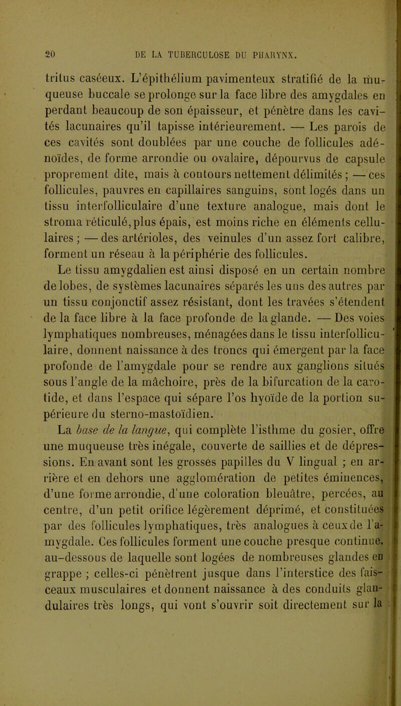 tritus caséeux. L’épithélium pavimenteux stratifié de la mu- queuse buccale se prolonge sur la face libre des amygdales en perdant beaucoup de son épaisseur, et pénètre dans les cavi- tés lacunaires qu’il tapisse intérieurement. — Les parois de ces cavités sont doublées par une couche de follicules adé- noïdes, de forme arrondie ou ovalaire, dépourvus de capsule proprement dite, mais à contours nettement délimités ; —ces follicules, pauvres en capillaires sanguins, sont logés dans un tissu interfolliculaire d’une texture analogue, mais dont le stroma réticulé,plus épais, est moins riche en éléments cellu- laires ;— des artérioles, des veinules d’un assez fort calibre, forment un réseau à la périphérie des follicules. Le tissu amygdalien est ainsi disposé en un certain nombre de lobes, de systèmes lacunaires séparés les uns des autres par un tissu conjonctif assez résistant, dont les travées s’étendent de la face libre à la face profonde de la glande. — Des voies lymphatiques nombreuses, ménagées dans le tissu inlerfollicu- laire, donnent naissance à des troncs qui émergent par la face profonde de l’amygdale pour se rendre aux ganglions situés sous l’angle de la mâchoire, près de la bifurcation de la caro- tide, et dans l’espace qui sépare l’os hyoïde de la portion su- périeure du sterno-mastoïdien. La base de la langue, qui complète l’isthme du gosier, offre une muqueuse très inégale, couverte de saillies et de dépres- sions. En avant sont les grosses papilles du V lingual ; en ar- rière et en dehors une agglomération de petites éminences, d’une forme arrondie, d’une coloration bleuâtre, percées, au centre, d’un petit orifice légèrement déprimé, et constituées par des follicules lymphatiques, très analogues à ceux de l’a- mygdale. Ces follicules forment une couche presque continue, au-dessous de laquelle sont logées de nombreuses glandes en grappe ; celles-ci pénètrent jusque dans l’interstice des fais- ceaux musculaires et donnent naissance à des conduits glan- dulaires très longs, qui vont s’ouvrir soit directement sur la