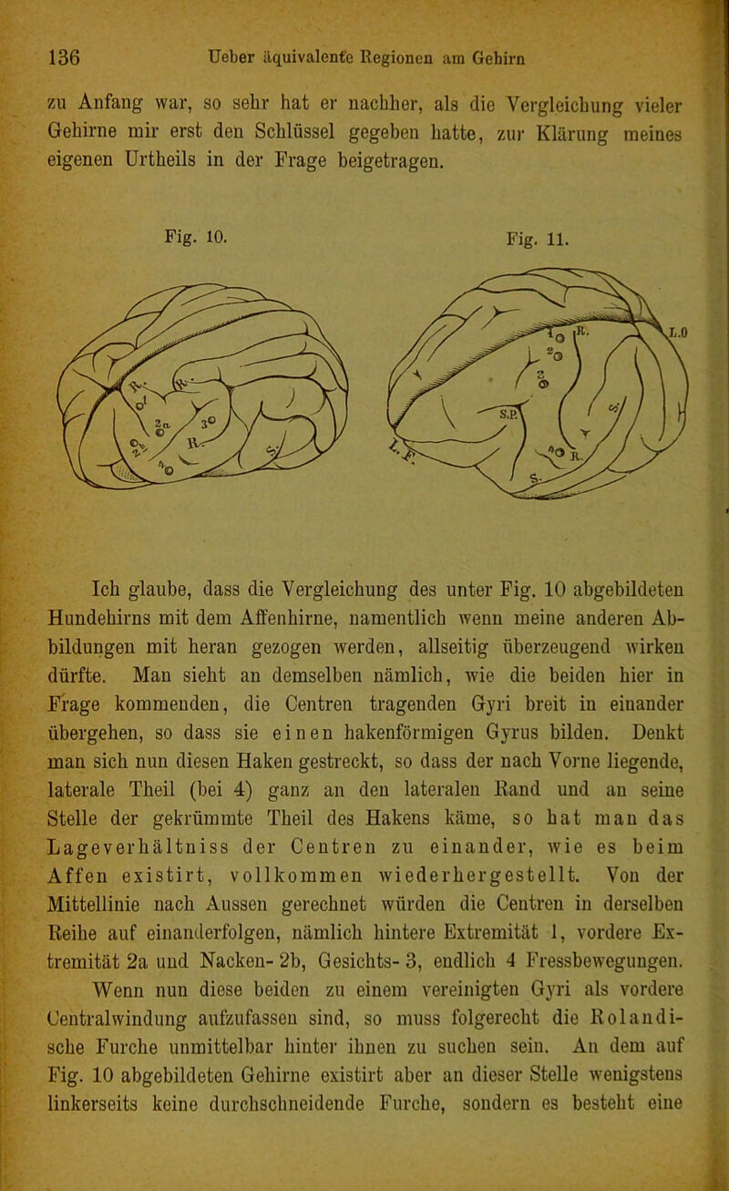 zu Anfang war, so sehr hat er nachher, als die Vergleichung vieler Gehirne mir erst den Schlüssel gegeben hatte, zur Klärung meines eigenen Urtheils in der Frage beigetragen. Ich glaube, dass die Vergleichung des unter Fig. 10 abgebildeten Hundehirns mit dem Affenhirne, namentlich wenn meine anderen Ab- bildungen mit heran gezogen werden, allseitig überzeugend wirken dürfte. Man sieht an demselben nämlich, wie die beiden hier in Frage kommenden, die Centren tragenden Gyri breit in einander übergehen, so dass sie einen hakenförmigen Gyrus bilden. Denkt man sich nun diesen Haken gestreckt, so dass der nach Vorne liegende, laterale Theil (bei 4) ganz an den lateralen Rand und au seine Stelle der gekrümmte Theil des Hakens käme, so hat man das Lageverhältniss der Centren zu einander, wie es beim Affen existirt, vollkommen wiederhergestellt. Von der Mittellinie nach Aussen gerechnet würden die Centren in derselben Reihe auf einanderfolgen, nämlich hintere Extremität 1, vordere Ex- tremität 2a und Nacken- 2b, Gesichts- 3, endlich 4 Fressbewegungen. Wenn nun diese beiden zu einem vereinigten Gyri als vordere Central Windung aufzufassen sind, so muss folgerecht die Ro ländi- sche Furche unmittelbar hinter ihnen zu suchen sein. An dem auf Fig. 10 abgebildeten Gehirne existirt aber an dieser Stelle wenigstens linkerseits keine durchschneidende Furche, sondern es besteht eine Fig. io. Fig. 11.