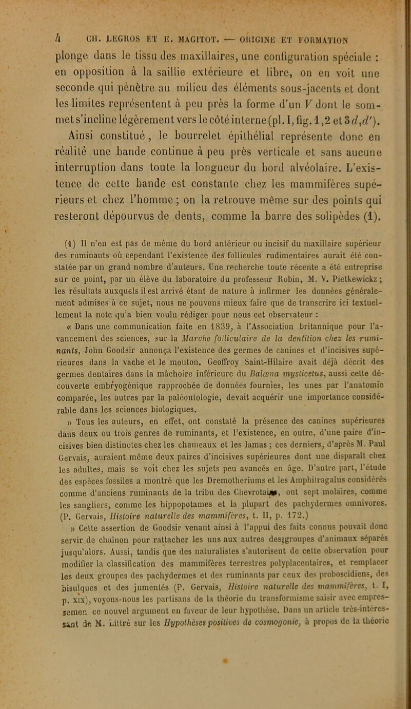 plonge dans le tissu des maxillaires, une configuration spéciale : en opposition à la saillie extérieure et libre, on en voit une seconde qui pénètre au milieu des éléments sous-jacents et dont les limites représentent à peu près la forme d’un V dont le som- met s’incline légèremen t vers le côté in terne (pl. I, fig. 1,2 et 3 d,d'). Ainsi constitué, le bourrelet épithélial représente donc en réalité une bande continue à peu près verticale et sans aucune interruption dans toute la longueur du bord alvéolaire. L’exis- tence de cette bande est constante chez les mammifères supé- rieurs et chez l’homme ; on la retrouve même sur des points qui resteront dépourvus de dents, comme la barre des solipèdes (1). (4) Il n’en est pas de même du bord antérieur ou incisif du maxillaire supérieur des ruminants où cependant l’existence des follicules rudimentaires aurait été con- statée par un grand nombre d’auteurs. Une recherche toute récente a été entreprise sur ce point, par un élève du laboratoire du professeur Robin, M. V. Pietkewickz ; les résultats auxquels il est arrivé étant de nature à infirmer les données générale- ment admises à ce sujet, nous ne pouvons mieux faire que de transcrire ici textuel- lement la note qu’a bien voulu rédiger pour nous cet observateur : « Dans une communication faite en 1839, à l’Association britannique pour l’a- vancement des sciences, sur la Marche folliculaire de la dentition chez les rumi- nants, John Goodsir annonça l’existence des germes de canines et d’incisives supé- rieures dans la vache et le mouton. Geoffroy Saint-Hilaire avait déjà décrit des germes dentaires dans la mâchoire inférieure du Balœna myslicetus, aussi cette dé- couverte embryogénique rapprochée de données fournies, les unes par l’anatomie comparée, les autres par la paléontologie, devait acquérir une importance considé- rable dans les sciences biologiques. » Tous les auteurs, en effet, ont constaté la présence des canines supérieures dans deux ou trois genres de ruminants, et l’existence, en outre, d’une paire d’in- cisives bien distinctes chez les chameaux et les lamas ; ces derniers, d’après M. Paul Gervais, auraient même deux paires d’incisives supérieures dont une disparait chez les adultes, mais se voit chez les sujets peu avancés en âge. D’autre part, l’étude des espèces fossiles a montré que les Dremotheriums et les Amphitragalus considérés comme d’anciens ruminants de la tribu des Chevrotai**, ont sept molaires, comme les sangliers, comme les hippopotames et la plupart des pachydermes omnivores. (P. Gervais, Histoire naturelle des mammifères, t. II, p. 172.) » Cette assertion de Goodsir venant ainsi à l’appui des faits connus pouvait donc servir de chaînon pour rattacher les uns aux antres desjgroupes d’animaux séparés jusqu’alors. Aussi, tandis que des naturalistes s’autorisent de celte observation pour modifier la classification des mammifères terrestres polyplaccntaires, et remplacer les deux groupes des pachydermes et des ruminants par ceux des proboscidiens, des bisulques et des jumcnlés (P. Gervais, Histoire naturelle des mammifères, t. I, p. xix), voyons-nous les partisans de la théorie du transformisme saisir avec empres- semert ce nouvel argument en faveur de leur hypothèse. Dans un article très-intércs-