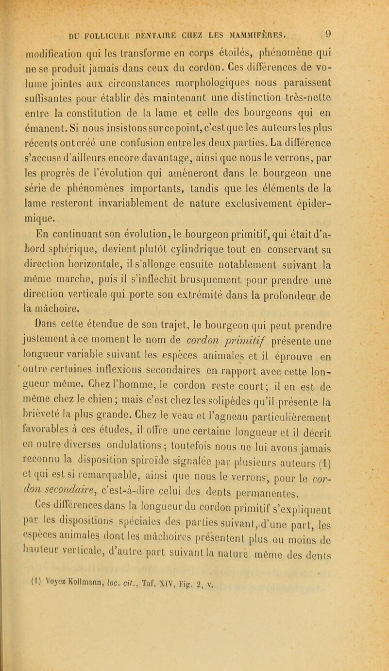 modification qui les transforme en corps étoilés, phénomène qui ne se produit jamais dans ceux du cordon. Ces différences de vo- lume jointes aux circonstances morphologiques nous paraissent suffisantes pour établir dès maintenant une distinction très-nette entre la constitution de la lame et celle des bourgeons qui en émanent. Si nous insistons sur ce point, c’est que les auteurs les plus récents ontcréé une confusion entreles deux parties. La différence s’accuse d'ailleurs encore davantage, ainsi que nous le verrons, par les progrès de l’évolution qui amèneront dans le bourgeon une série de phénomènes importants, tandis que les éléments de la lame resteront invariablement de nature exclusivement épider- mique. En continuant son évolution, le bourgeon primitif, qui était d’a- bord sphérique, devient plutôt cylindrique tout en conservant sa direction horizontale, il s’allonge ensuite notablement suivant la même marche, puis il s’infléchit brusquement pour prendre une direction verticale qui porte son extrémité dans la profondeur de la mâchoire. Dans cette étendue de son trajet, le bourgeon qui peut prendre justement à ce moment le nom de cordon primitif présente une longueur variable suivant les espèces animales et il éprouve en ' outre certaines inflexions secondaires en rapport avec cette lon- gueur même. Chez l’homme, le cordon reste court; il en est de même chez le chien ; mais c’est chez les solipèdes qu’il présente la brièveté la plus grande. Chez le veau et l’agneau particulièrement favorables à ces études, il offre une certaine longueur et il décrit en outre diverses ondulations; toutefois nous ne lui avons jamais reconnu la disposition spiroïde signalée par plusieurs auteurs (1) et qui est si remarquable, ainsi que nous le verrons, pour le cor- don secondaire, c’est-à-dire celui des dents permanentes. Ces différences dans la longueur du cordon primitif s’expliquent par les dispositions spéciales des parties suivant, d’une part, les espèces animales dont les mâchoires présentent plus ou moins de hauteur verticale, d’autre part suivant la nature même des dents (1) Voyez Kollmann, loc. cil., TaC. XIV, Fig-. 2, v.