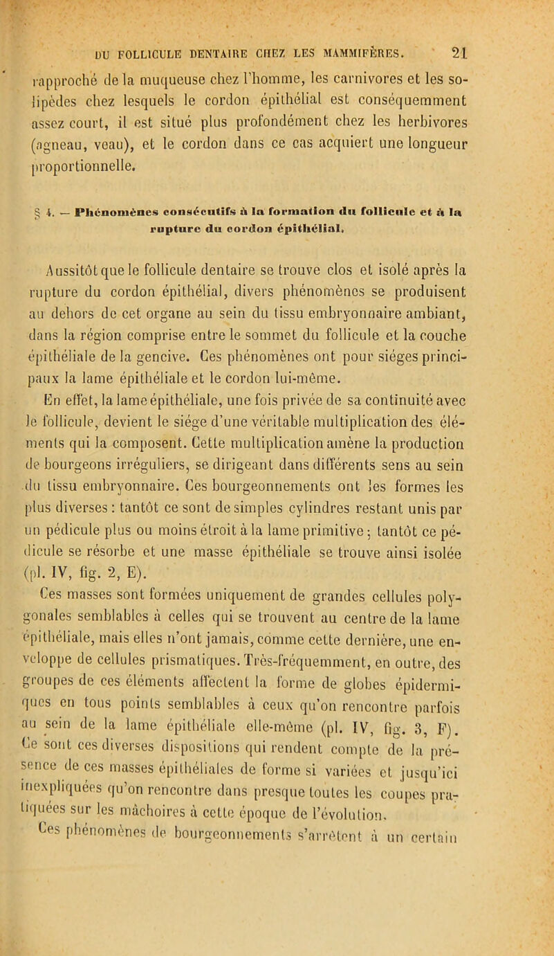 rapproché de la muqueuse chez l’homme, les carnivores et les so- lipèdes chez lesquels le cordon épithélial est conséquemment assez court, il est situé plus profondément chez les herbivores (agneau, veau), et le cordon dans ce cas acquiert une longueur proportionnelle. S 4. — Phénomènes consécutifs h la formation tlu follicule et A la rupture du cordon épithélial. Aussitôt que le follicule dentaire se trouve clos et isolé après la rupture du cordon épithélial, divers phénomènes se produisent au dehors de cet organe au sein du tissu embryonnaire ambiant, dans la région comprise entre le sommet du follicule et la couche épithéliale de la gencive. Ces phénomènes ont pour sièges princi- paux la lame épithéliale et le cordon lui-mème. En effet, la lame épithéliale, une fois privée de sa continuité avec le follicule, devient le siège d’une véritable multiplication des élé- ments qui la composent. Cette multiplication amène la production de bourgeons irréguliers, se dirigeant dans différents sens au sein du tissu embryonnaire. Ces bourgeonnements ont les formes les plus diverses : tantôt ce sont de simples cylindres restant unis par un pédicule plus ou moins étroit à la lame primitive 5 tantôt ce pé- dicule se résorbe et une masse épithéliale se trouve ainsi isolée (pl. IV, fig. 2, E). Ces masses sont formées uniquement de grandes cellules poly- gonales semblables à celles qui se trouvent au centre de la lame épithéliale, mais elles n’ont jamais, comme cette dernière, une en- veloppe de cellules prismatiques. Très-fréquemment, en outre, des groupes de ces éléments affectent la forme de globes épidermi- ques en tous points semblables à ceux qu’on rencontre parfois au sein de la lame épithéliale elle-même (pl. IV, fig. 3, F). Ce sont ces diverses dispositions qui rendent compte de la pré- sence de ces masses épithéliales de forme si variées et jusqu’ici inexpliquées qu’on rencontre dans presque toutes les coupes pra- tiquées sur les mâchoires à cette époque de l’évolution. Ces phénomènes de bourgeonnements s’arrêtent à un certain