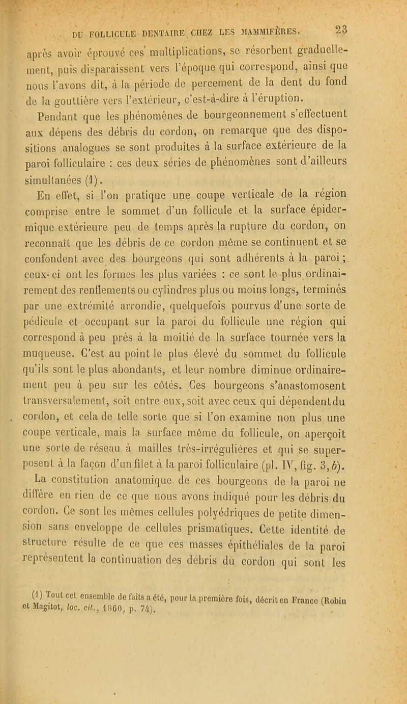 après avoir éprouvé ces' multiplications, sc résorbent graduelle- ment, puis disparaissent vers l’époque qui correspond, ainsi que nous l’avons dit, à la période de percement de la dent du fond de la gouttière vers l’extérieur, c’est-à-dire à l’éruption. Pendant que les phénomènes de bourgeonnement s’effectuent aux dépens des débris du cordon, on remarque que des dispo- sitions analogues se sont produites à la surface extérieure de la paroi folliculaire : ces deux séries de phénomènes sont d’ailleurs simultanées (1). En effet, si l’on pratique une coupe verticale de la région comprise entre le sommet d’un follicule et la surface épider- mique extérieure peu de temps après la rupture du cordon, on reconnaît que les débris de ce cordon môme se continuent et se confondent avec des bourgeons qui sont adhérents à la paroi; ceux-ci ont les formes les plus variées : ce sont le plus ordinai- rement des renflements ou cylindres plus ou moins longs, terminés par une extrémité arrondie, quelquefois pourvus d’une sorte de pédicule et occupant sur la paroi du follicule une région qui correspond à peu près à la moitié de la surface tournée vers la muqueuse. C’est au point le plus élevé du sommet du follicule qu’ils sont le plus abondants, et leur nombre diminue ordinaire- ment peu à peu sur les côtés. Ces bourgeons s’anastomosent transversalement, soit entre eux, soit avec ceux qui dépendentdu cordon, et cela de telle sorte que si l’on examine non plus une coupe verticale, mais la surface même du follicule, on aperçoit une sorte de réseau à mailles très-irrégulières et qui se super- posent à la façon d’un filet à la paroi folliculaire (pl. IV, fig. 3,b). La constitution anatomique de ces bourgeons de la paroi ne dillère en rien de ce que nous avons indiqué pour les débris du cordon. Ce sont les mêmes cellules polyédriques de petite dimen- sion sans enveloppe de cellules prismatiques. Cette identité de structure résulte de ce que ces masses épithéliales de la paroi représentent la continuation des débris du cordon qui sont les 0) Tout cet ensemble de faits a été, pour la première fois, décrit en France (Robin et Magitot, loc, cil., 1800, p. 74).