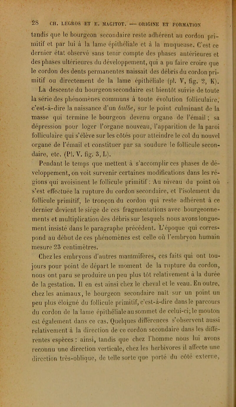 tandis que le bourgeon secondaire reste adhérent au cordon pri- mitif et par lui à la lame épithéliale et à la muqueuse. C’est ce dernier état observé sans tenir compte des phases antérieures et des phases ultérieures du développement, qui a pu faire croire que le cordon des dents permanentes naissait des débris du cordon pri- mitif ou directement de la lame épithéliale (pl. V, fig. 2, K). La descente du bourgeon secondaire est bientôt suivie de toute la série des phénomènes communs à toute évolution folliculaire, c’est-à-dire la naissance d’un bulbe, sur le point culminant de la masse qui termine le bourgeon devenu organe de l’émail ; sa dépression pour loger l’organe nouveau, l’apparition de la paroi folliculaire qui s’élève sur les côtés pour atteindre le col du nouvel organe de l’émail et constituer par sa soudure le follicule secon- daire, etc. (Fl. V. fig. 3, L). Pendant le temps que mettent à s’accomplir ces phases de dé- veloppement, on voit survenir certaines modifications dans les ré- gions qui avoisinent le follicule primitif : Au niveau du point où s’est elfectuée la rupture du cordon secondaire, et l’isolement du follicule primitif, le tronçon du cordon qui reste adhérent à ce dernier devient le siège de ces fragmentations avec bourgeonne- ments et multiplication des débris sur lesquels nous avons longue- ment insisté dans le paragraphe précédent. L’époque qui corres- pond au début de ces phénomènes est celle où l’embryon humain mesure 23 centimètres. Chez les embryons d’autres mammifères, ces faits qui ont tou- jours pour point de départ le moment de la rupture du cordon, nous ont paru se produire un peu plus tôt relativement a la durée de la gestation. Il en est ainsi chez le cheval et le veau. En outre, chez les animaux, le bourgeon secondaire naît sur un point un peu plus éloigné du follicule primitif, c’est-à-dire dans le parcours du cordon de la lame épithéliale au sommet de celui-ci; le mouton est également dans ce cas. Quelques différences s’observent aussi relativement à la direction de ce cordon secondaire dans les diffé- rentes espèces : ainsi, tandis que chez l’homme nous lui avons reconnu une direction verticale, chez les herbivores il affecte une direction très-oblique, de telle sorte que porté du côté externe,