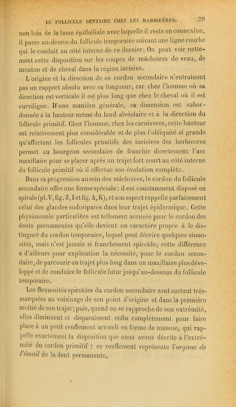non loin de la lame epithéliale avec laquelle il reste en connexion, il passe au-dessus du follicule temporaire suivant une ligne courbe qui le conduit au côté interne de ce dernier. On peut voir nette- ment cette disposition sur les coupes de mâchoires de veau, de mouton et de cheval dans la région incisive. L’origine et la direction de ce cordon secondaire n’entraînent pas un rapport absolu avec sa longueur, car chez l’homme où sa direction est verticale il est plus long que chez le cheval où il est curviligne. D’une manière générale, sa dimension est subor- donnée à la hauteur même du bord alvéolaire et à la direction du follicule primitif. Chez l’homme, chez les carnivores, cette hauteur est relativement plus considérable et de plus l’obliquité si grande qu’affectent les follicules primitifs des incisives des herbivores permet au bourgeon secondaire de franchir directement l’arc maxillaire pour se placer après un trajet fort court au côté interne du follicule primitif où il effectue son évolution complète. Dans sa progression au sein des mâchoires, le cordon du follicule secondaire offre une forme spéciale : il est constamment disposé en spirale (pUVjfig. 3,1 etfig. h,K), et son aspect rappelle parfaitement celui des glandes sudoripares dans leur trajet épidermique. Cette physionomie particulière est tellement accusée pour le cordon des dents permanentes qu’elle devient un caractère propre à le dis- tinguer du cordon temporaire, lequel peut décrire quelques sinuo- sités, mais n’est jamais si franchement spiroïde; cette différence a d’ailleurs pour explication la nécessité, pour le cordon secon- daire, de parcourir un trajet plus long dans un maxillaire plus déve- loppé et de conduire le follicule futur jusqu’au-dessous du follicule temporaire. Les flexuosités spiroides du cordon secondaire sont surtout très- marquées au voisinage de son point d’origine et dans la première moitié de son trajet; puis, quand on se rapproche de son extrémité, elles diminuent et disparaissent enfin complètement pour faire place à un petit renflement arrondi en forme de massue, qui rap- pelle exactement la disposition que nous avons décrite à l’extré- mité du cordon primitif : ce renflement représente l'organe de l’email de la dent permanente.