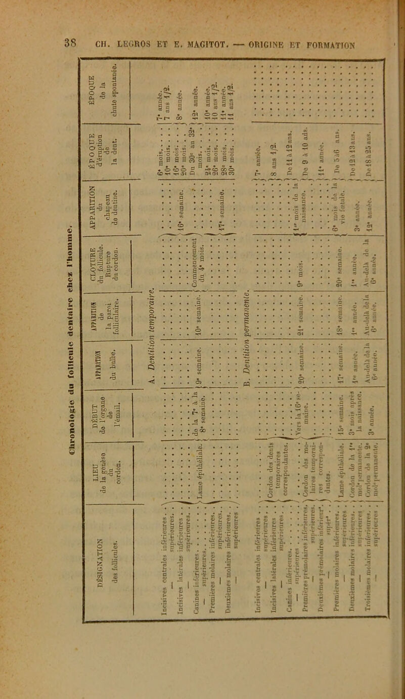 Chronologie du follicule denlnire chez l'homme. 3S CH. LEGROS ET E. MAGITOT ORIGINE ET FORMATION