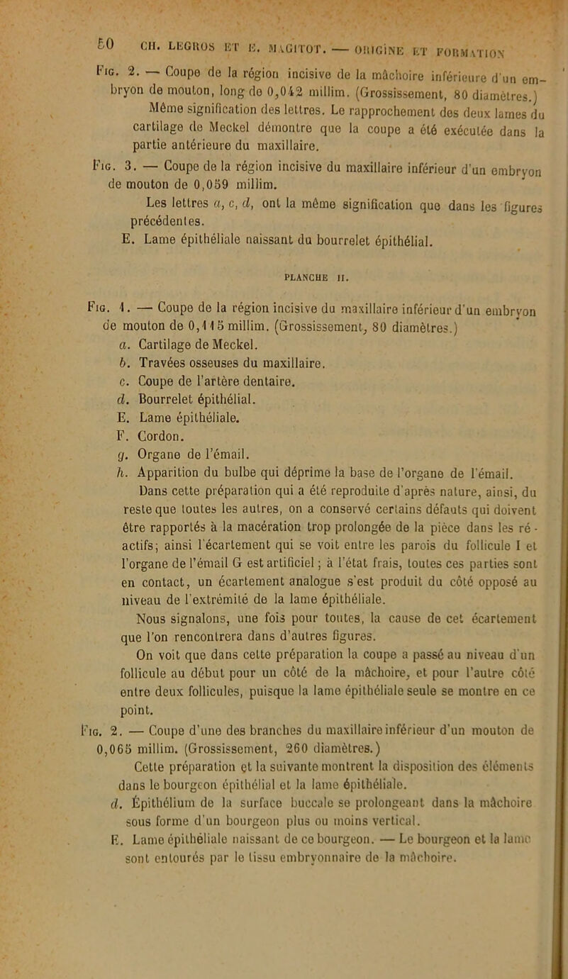 Img. 2. — Coupe fie la région incisive de la mâchoire inférieure d'un em- bryon de mouton, long do 0,042 millim. (Grossissement, 80 diamètres.) Môme signification des lettres. Le rapprochement des deux lames du cartilage de Meckel démontre que la coupe a été exécutée dans la partie antérieure du maxillaire. Fig. 3. — Coupe de la région incisive du maxillaire inférieur d'un embryon de mouton de 0,059 millim. Les lettres a, c, d, ont la môme signification que dans les figures précédentes. E. Lame épithéliale naissant du bourrelet épithélial. PLANCHE II. Fig. 1. — Coupe de la région incisive du maxillaire inférieur d’un embryon de mouton de 0,115 millim. (Grossissement, 80 diamètres.) a. Cartilage de Meckel. b. Travées osseuses du maxillaire. c. Coupe de l’artère dentaire. cl. Bourrelet épithélial. E. Lame épithéliale. F. Cordon. g. Organe de l’émail. h. Apparition du bulbe qui déprime la base de l’organe de l’émail. Bans cette préparation qui a été reproduite d'après nature, ainsi, du reste que toutes les autres, on a conservé certains défauts qui doivent être rapportés à la macération trop prolongée de la pièce dans les ré • actifs; ainsi l'écartement qui se voit entre les parois du follicule I et l’organe de l’émail G est artificiel ; à l’état frais, toutes ces parties sonl en contact, un écartement analogue s'est produit du côté opposé au niveau de l’extrémité de la lame épithéliale. Nous signalons, une fois pour toutes, la cause de cet écartement que l’on rencontrera dans d’autres figures. On voit que dans cette préparation la coupe a passé au niveau d'un follicule au début pour un côté de la mâchoire, et pour l’autre côté entre deux follicules, puisque la lame épithéliale seule se montre en ce point. Fig. 2. — Coupe d’une des branches du maxillaire inférieur d’un mouton de 0,065 millim. (Grossissement, 260 diamètres.) Cette préparation et la suivante montrent la disposition des éléments dans le bourgeon épithélial et la lame épithéliale. d. Épithélium de la surface buccale se prolongeant dans la mâchoire sous forme d'un bourgeon plus ou moins vertical. E. Lame épithéliale naissant de ce bourgeon. — Le bourgeon et la lame sont entourés par le tissu embryonnaire de la mâchoire.