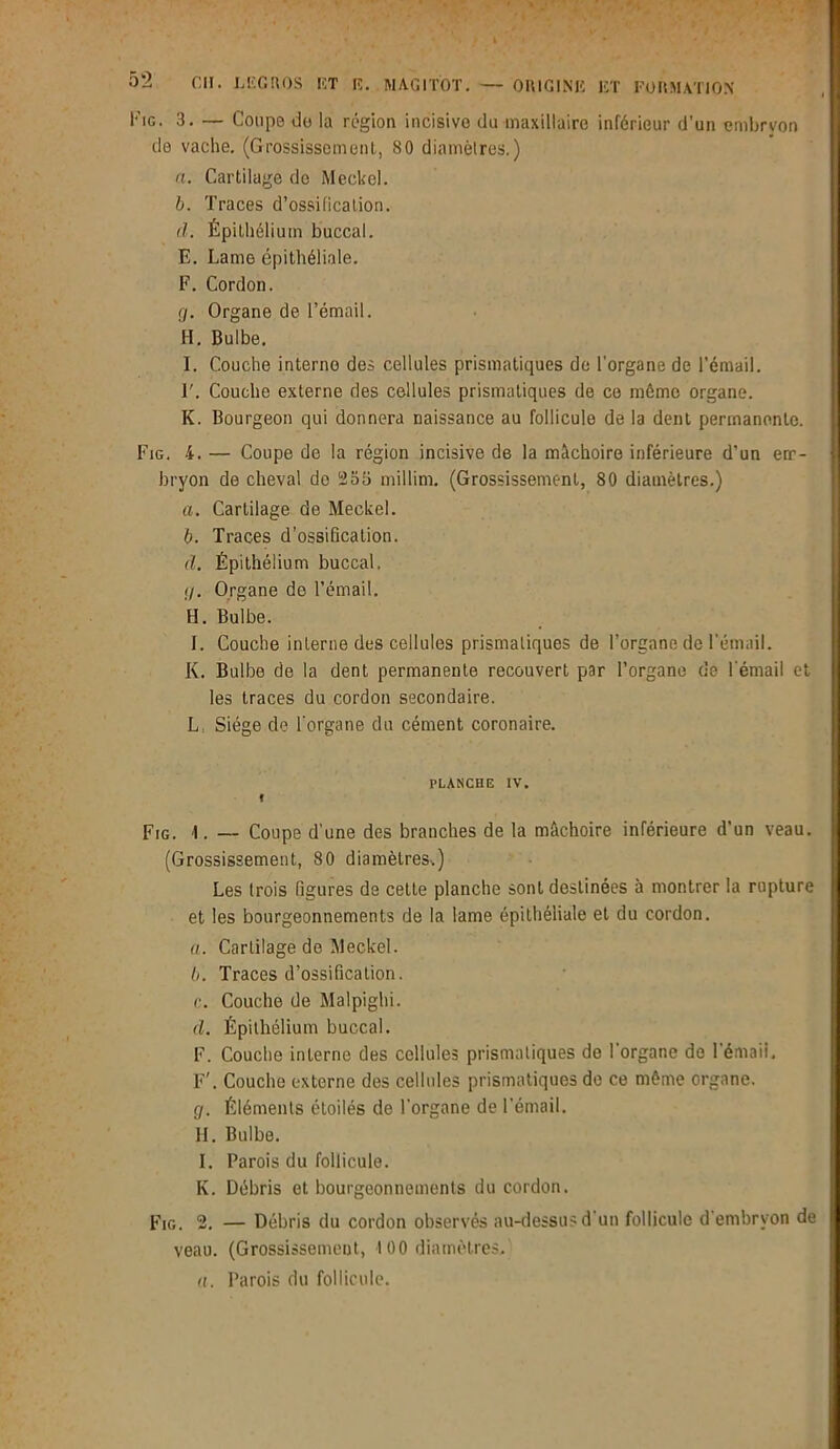 Fig. 3. — Coupe do la région incisive du maxillaire inférieur d’un embryon de vache. (Grossissement, 80 diamètres.) fl. Cartilage do Meckel. b. Traces d’ossification. d. Épithélium buccal. E. Lame épithéliale. F. Cordon. a. Organe de l’émail. H. Bulbe. I. Couche interne des cellules prismatiques de l'organe de l'émail. F. Couche externe des cellules prismatiques de ce môme organe. K. Bourgeon qui donnera naissance au follicule de la dent permanente. Fig. 4. — Coupe de la région incisive de la mâchoire inférieure d’un enr- j bryon de cheval do 2bb millim. (Grossissement, 80 diamètres.) a. Cartilage de Meckel. b. Traces d’ossification. d. Épithélium buccal. ;/. Organe do l’émail. H. Bulbe. I. Couche interne des cellules prismatiques de l’organe de l’émail. K. Bulbe de la dent permanente recouvert par l’organe de l'émail et les traces du cordon secondaire. L, Siège de l'organe du cément coronaire. planche iv. ! Fig. 1. — Coupe d’une des branches de la mâchoire inférieure d’un veau. (Grossissement, 80 diamètres.) Les trois figures de cetLe planche sont destinées à montrer la rupture et les bourgeonnements de la lame épithéliale et du cordon. a. Cartilage de Meckel. b. Traces d’ossification. <:. Couche de Malpighi. d. Épithélium buccal. F. Couche interne des cellules prismatiques de l'organe de l'émail. F'. Couche externe des cellules prismatiques de ce môme organe. (j. Éléments étoilés de l'organe de l’émail. II. Bulbe. I. Parois du follicule. K. Débris et bourgeonnements du cordon. Fig. 2. — Débris du cordon observés au-dessus d'un follicule d'embryon de veau. (Grossissement, 100 diamètres. a. Parois du follicule.