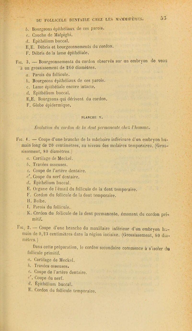 b. Bourgeons épithéliaux de ces parois. c. Couche de Malpighi. d. Épithélium buccal. E, E. Débris et bourgeonnements du cordon. F. Débris de la lame épithéliale. Fig. 3. — Bourgeonnements du cordon observés sur un embryon de veau à un grossissement de 260 diamètres. а. Parois du follicule. б. Bourgeons épithéliaux de ces parois. c. Lame épithéliale encore intacte. d. Épithélium buccal. E, E. Bourgeons qui dérivent du cordon. F. Globe épidermique. planche v. Évolution du cordon de la dent permanente chez l’homme. Fig. 1. — Coupe d’une branche de la mâchoire inférieure d’un embryon hu- main long de 20 centimètres, au niveau des molaires temporaires. (Gros- sissement, 80 diamètres.) a. Cartilage de Meckel. b. Travées osseuses. c. Coupe de l’artère dentaire. c/. Coupe du nerf dentaire. d. Épithélium buccal. E. Organe de l'émail du follicule de la dent temporaire. F. Cordon du follicule de la dent temporaire. H. Bulbe. I. Parois du follicule. K. Cordon du follicule de la dent permanente, émanant du cordon pri- mitif. Fig, 2. — Coupe d’une branche du maxillaire inférieur d’un embryon hu- main de 0,23 centimètres dans la région incisive. (Grossissement, S0 dia- mètres. ) Dans cette préparation, le cordon secondaire commence à s’isoler du follicule primitif. a. Cartilage de Meckel. b. Travées osseuses. c. Coupe de l’artèro dentaire. c\ Coupe du nerf. d. Épithélium buccal. E. Cordon du follicule temporaire.