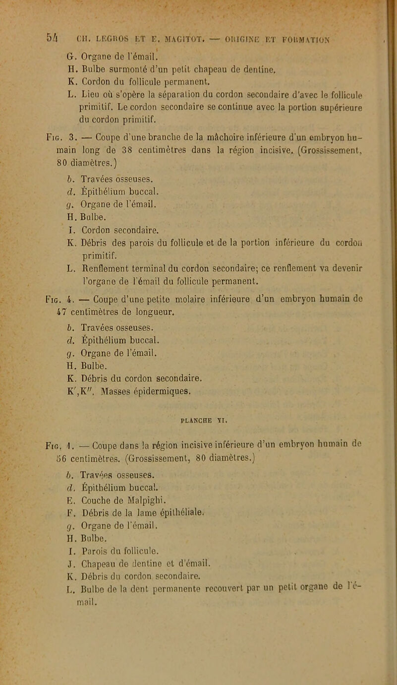 I G. Organe de l'émail. H. Bulbe surmonté d’un petit chapeau de denline. K. Cordon du follicule permanent. L. Lieu où s’opère la séparation du cordon secondaire d’avec le follicule primitif. Le cordon secondaire se continue avec la portion supérieure du cordon primitif. Fig. 3. — Coupe d’une branche de la mâchoire inférieure d'un embryon hu- main long de 38 centimètres dans la région incisive. (Grossissement, 80 diamètres.) b. Travées osseuses. cl. Épithélium buccal. g. Organe de l’émail. H. Bulbe. î. Cordon secondaire. K. Débris des parois du follicule et de la portion inférieure du cordon primitif. L. Renflement terminal du cordon secondaire; ce renflement va devenir l’organe de l'émail du follicule permanent. Fig. 4. — Coupe d’une petite molaire inférieure d’un embryon humain de 47 centimètres de longueur. b. Travées osseuses. d. Épithélium buccal. g. Organe de l’émail. H. Bulbe. K. Débris du cordon secondaire. K',K. Masses épidermiques. PLANCHE vi. Fig. i, — Coupe dans la région incisive inférieure d’un embryon humain de 56 centimètres. (Grossissement, 80 diamètres.) b. Travées osseuses. d. Épithélium buccal. E. Couche de Malpighi. F. Débris de la lame épithéliale. g. Organe de l'émail. H. Bulbe. I. Parois du follicule. J. Chapeau de denline et d’émail. K. Débris du cordon secondaire. L. Bulbe de la dent permanente recouvert par un petit organe de 1 è- mail.